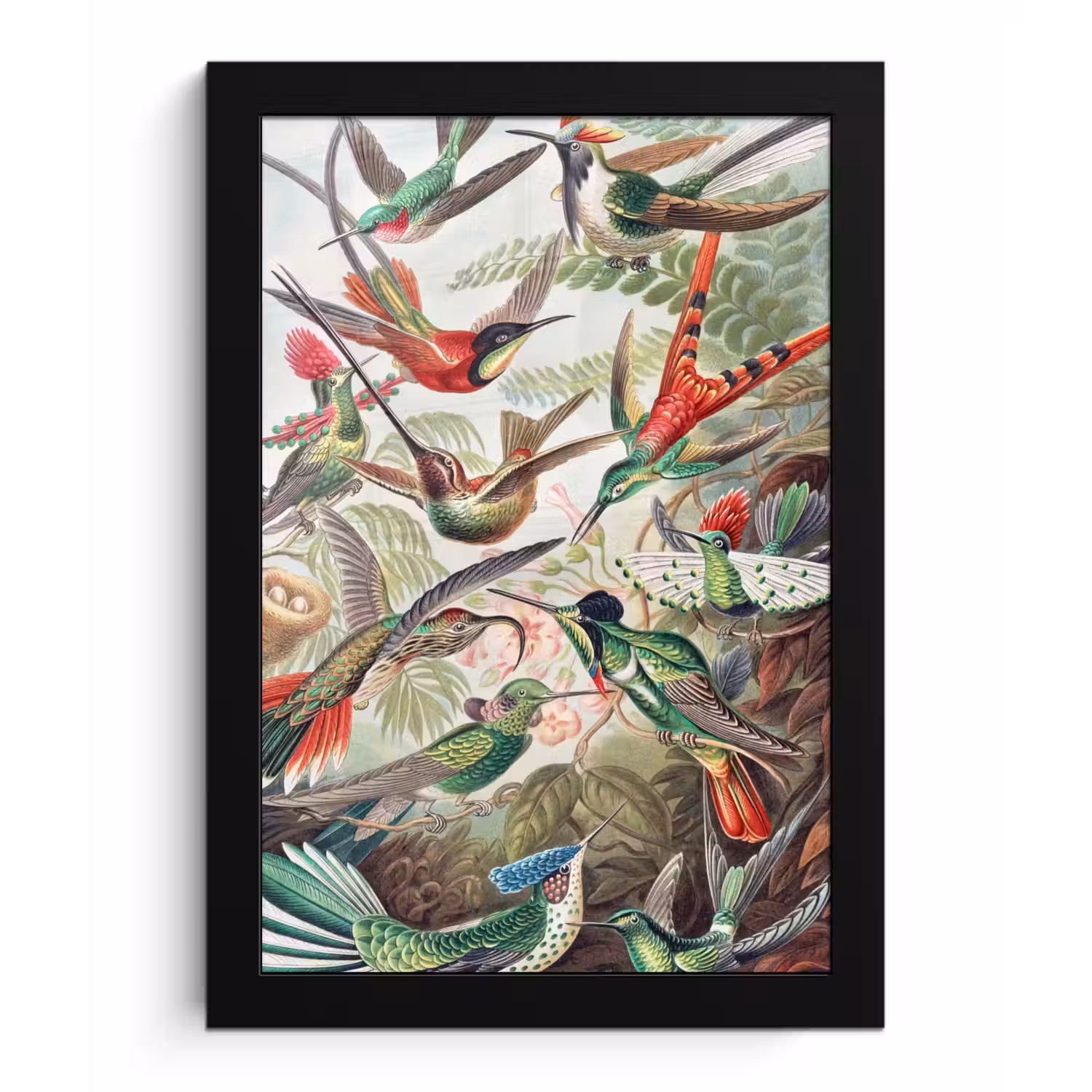 Kolibrie - Vintage - Ernst Haeckel - Vogel - Kunst - Natuur fotolijst zwart zonder passe partout klein -3d