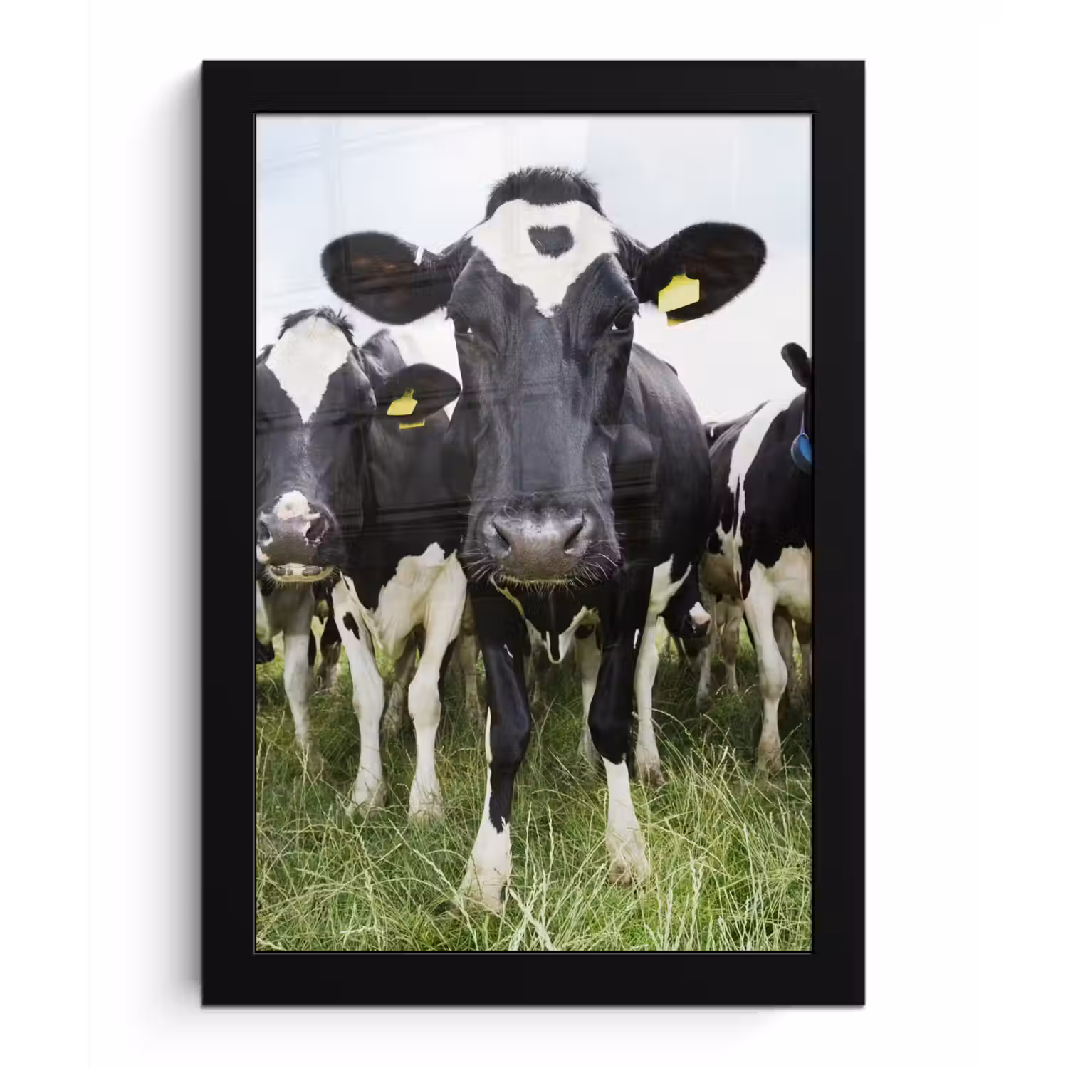 Koeien - Gras - Lente - Dieren - Weiland - Boerderij fotolijst zwart zonder passe partout klein -3d