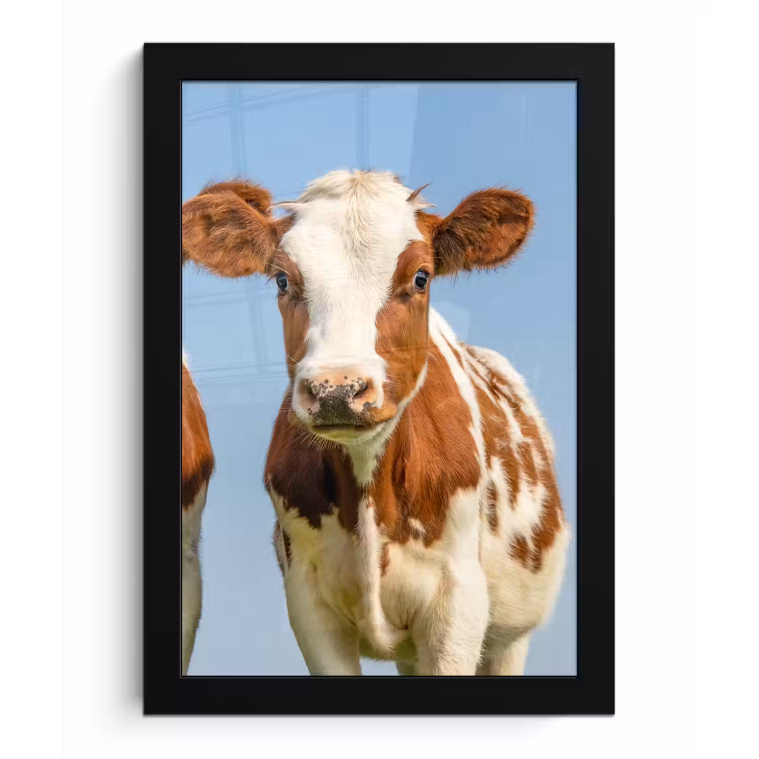 Koeien - Lucht - Dieren - Boerderij - Portret fotolijst zwart zonder passe partout klein -3d