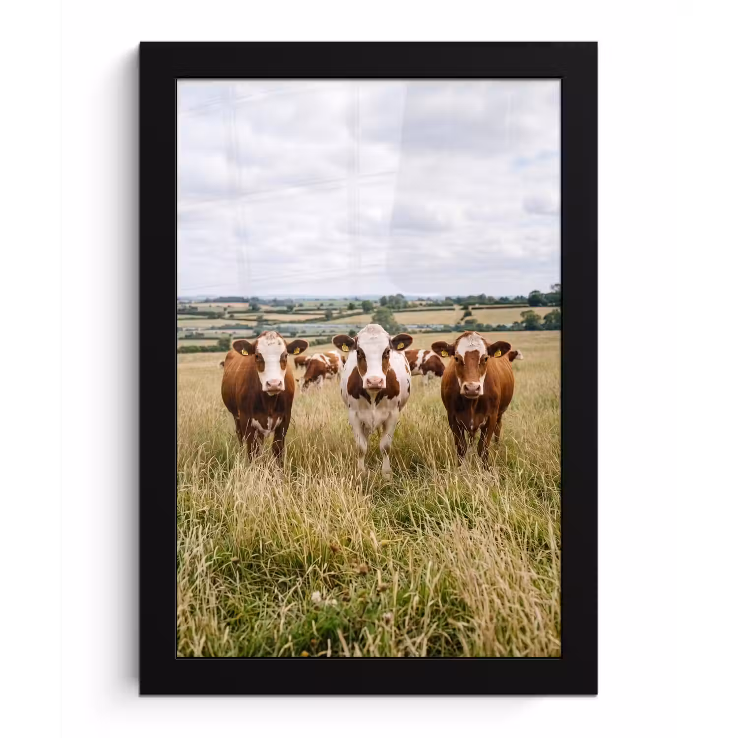 Koeien - Portret - Weide - Boerderij - Nieuwsgierig fotolijst zwart zonder passe partout klein -3d