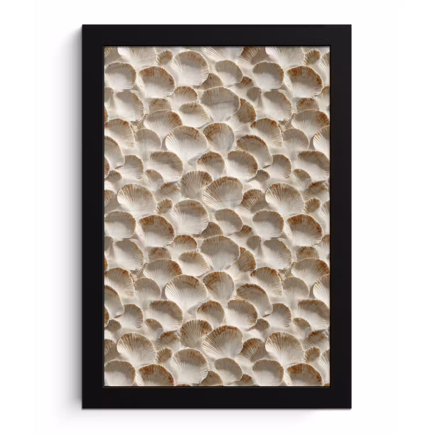 Schelpen - Waaiervorm - Wit fotolijst zwart zonder passe partout klein 224 -3d