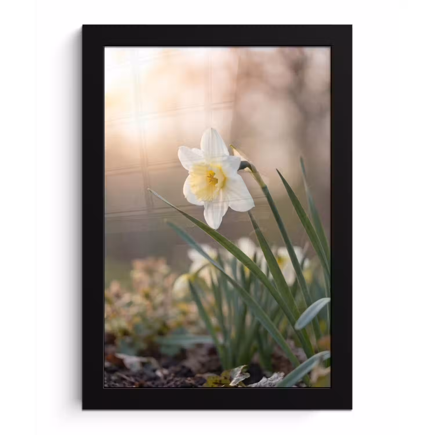 Narcis - Bloem - Minimalistisch fotolijst zwart zonder passe partout klein -3d