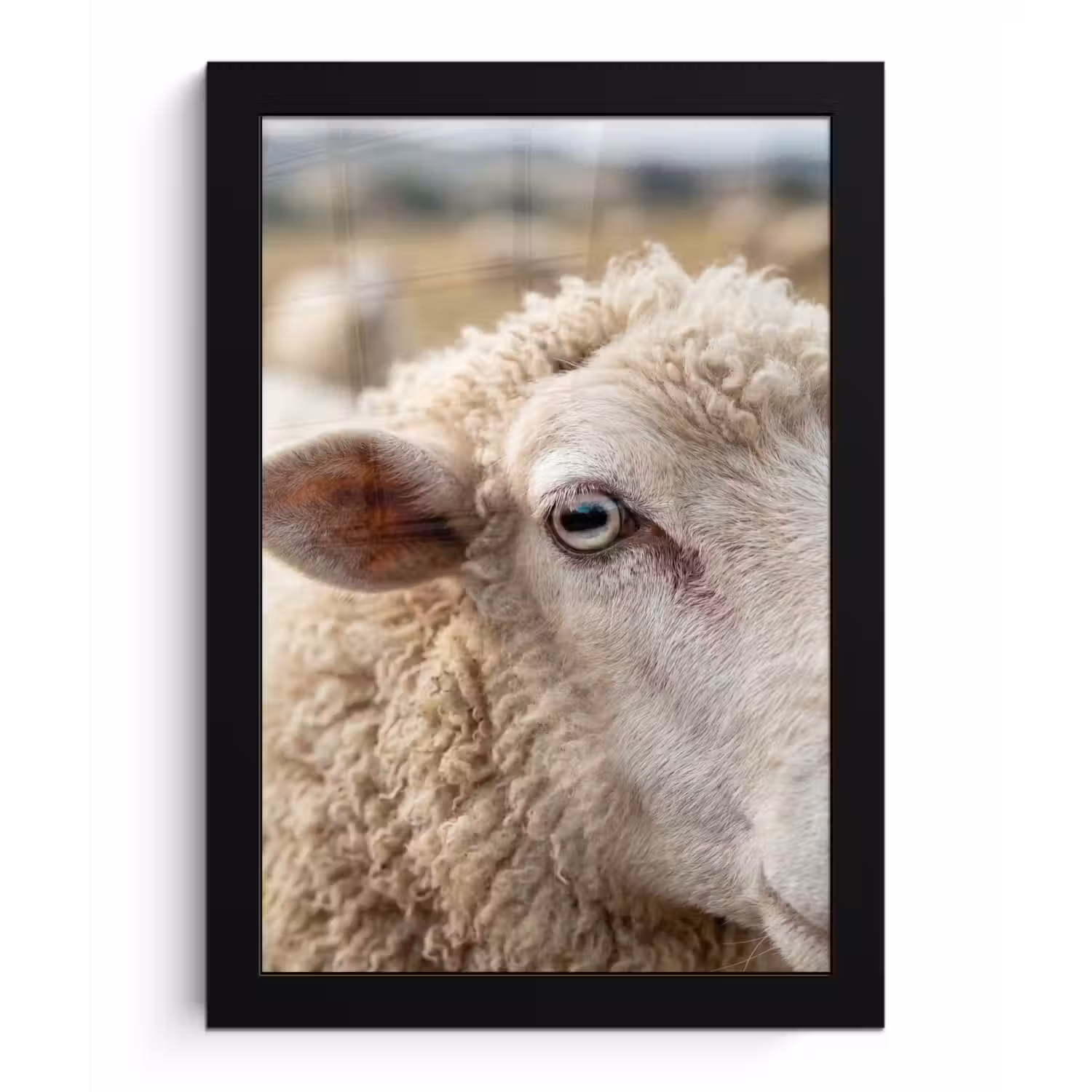 Schaap - Oog - Wit fotolijst zwart zonder passe partout klein -3d