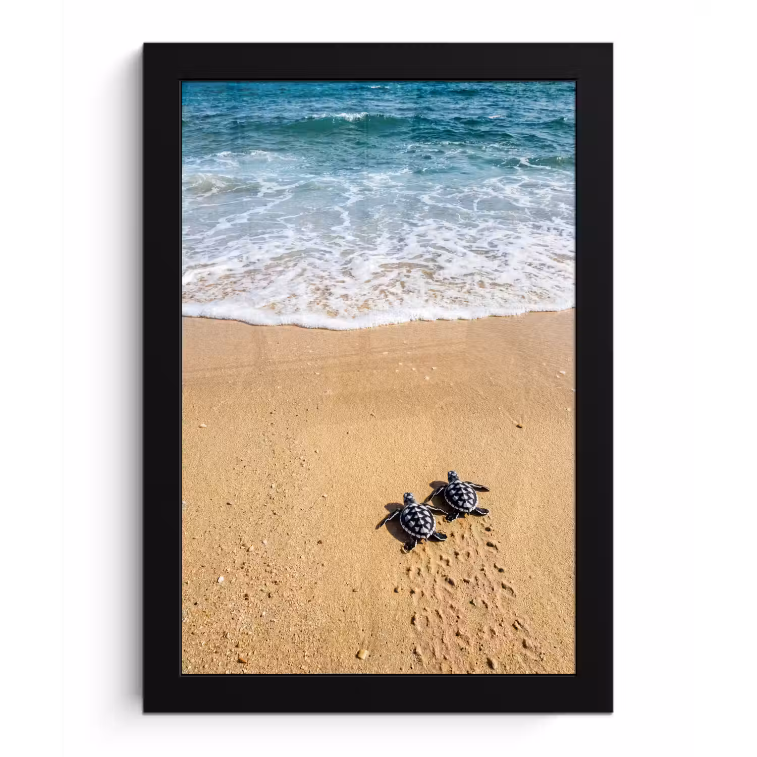Schildpad - Jong - Strand - Oceaan - Blauw fotolijst zwart zonder passe partout klein -3d