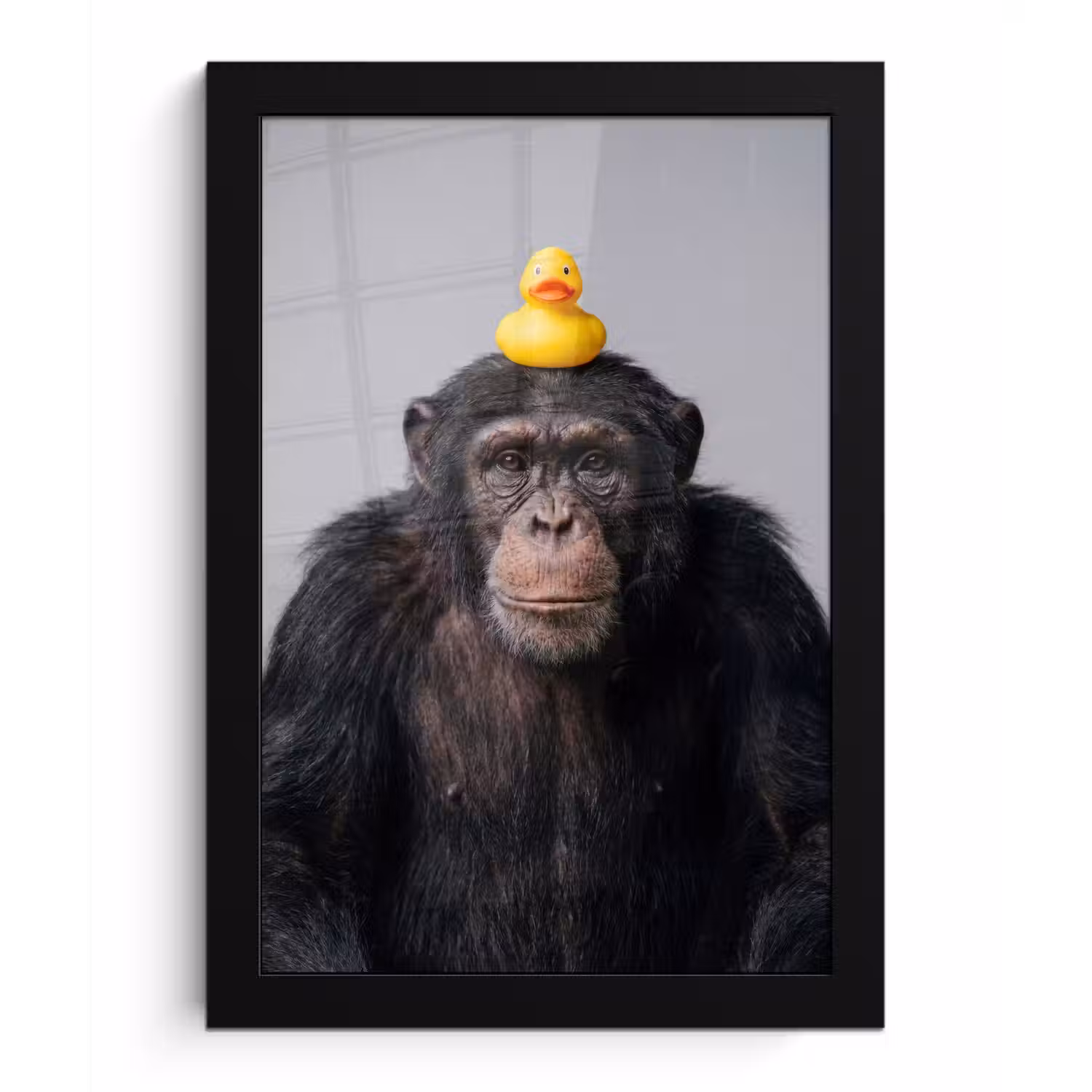 Chimpansee - Badeend - Grijs fotolijst zwart zonder passe partout klein -3d