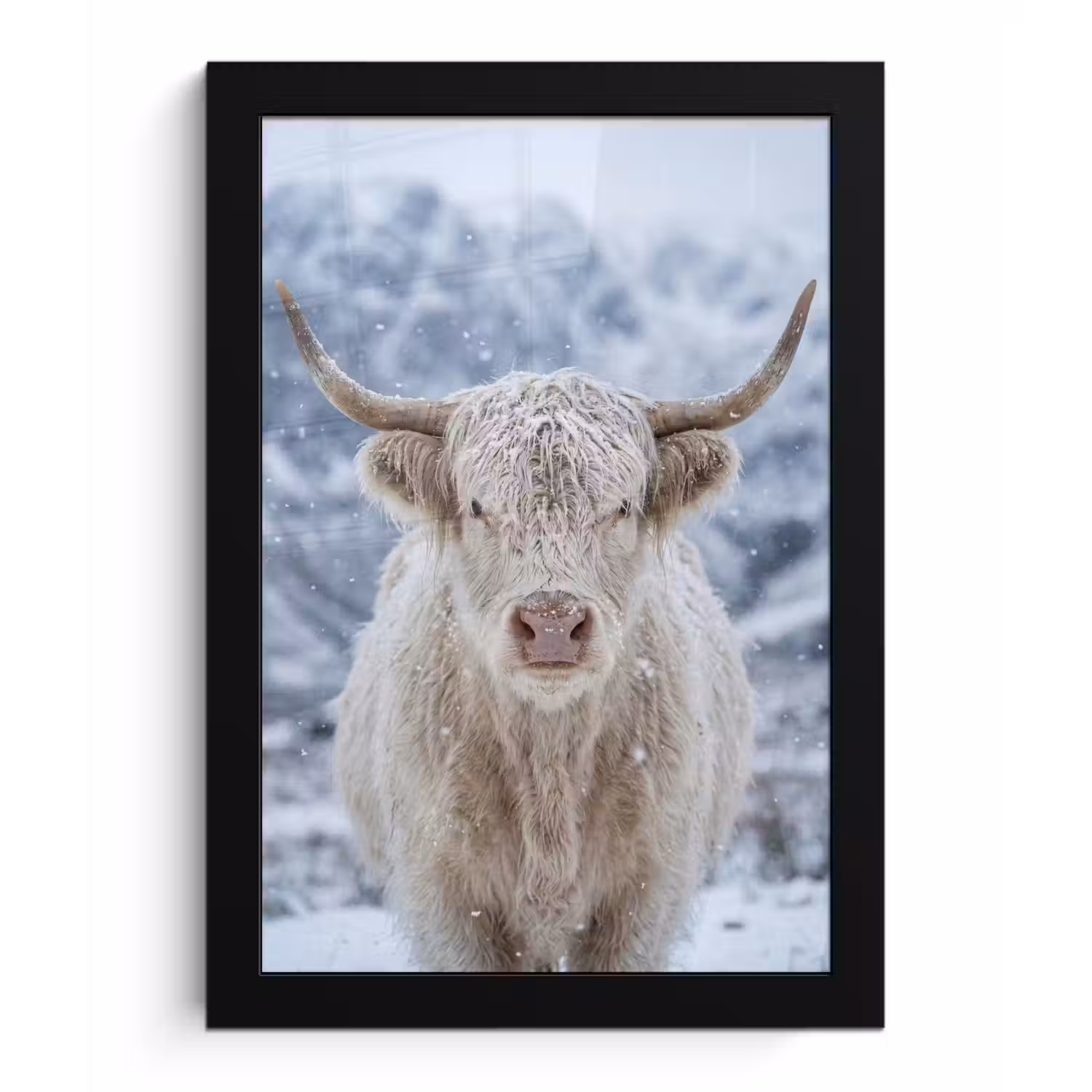 Schotse Hooglander - Sneeuw - Bergen - Winter fotolijst zwart zonder passe partout klein -3d