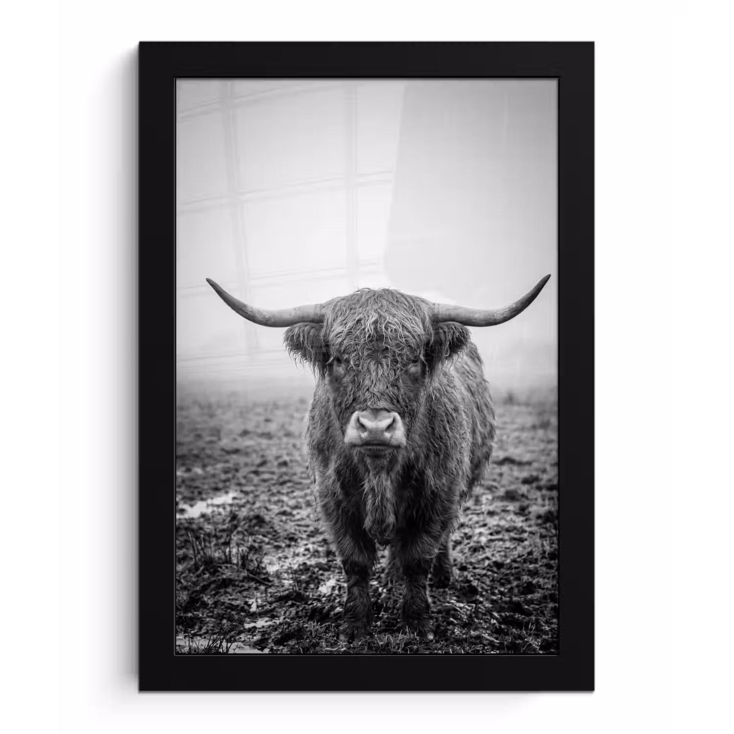 Schotse hooglander - Zwart - Wit - Gras fotolijst zwart zonder passe partout klein -3d