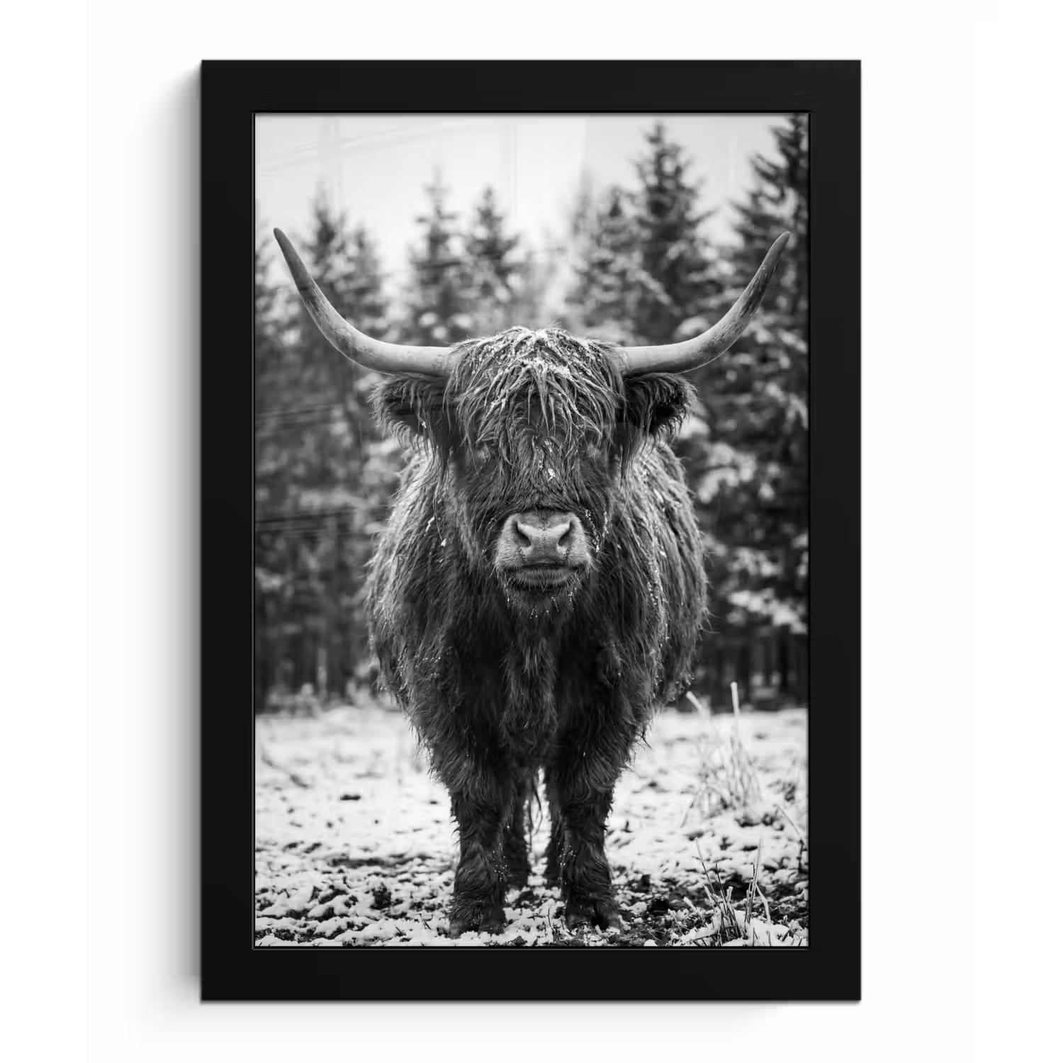 Schotse hooglander - Zwart - Wit - Sneeuwvlokken fotolijst zwart zonder passe partout klein -3d