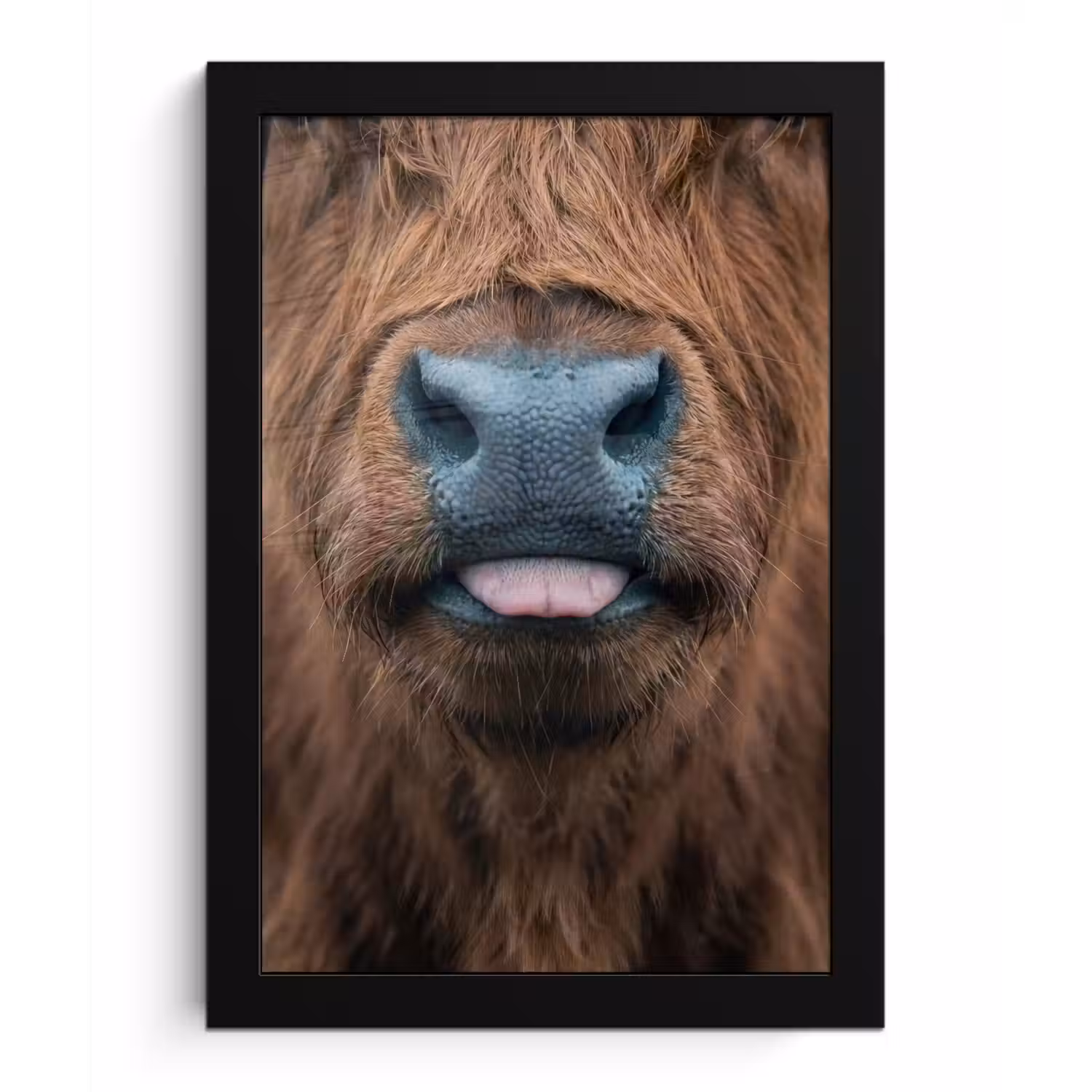 Schotse hooglander - Neus - Bruin fotolijst zwart zonder passe partout klein -3d