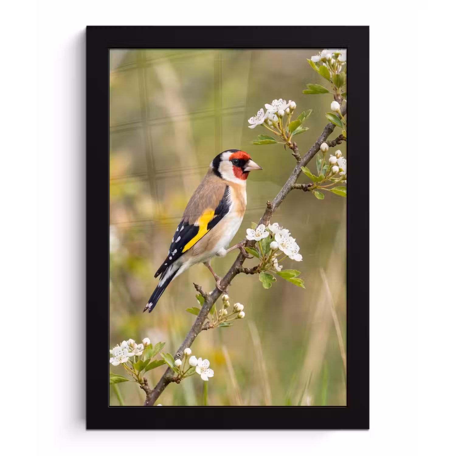 Putter - Bloesem - Lente - Natuur - Kleurrijk fotolijst zwart zonder passe partout klein -3d
