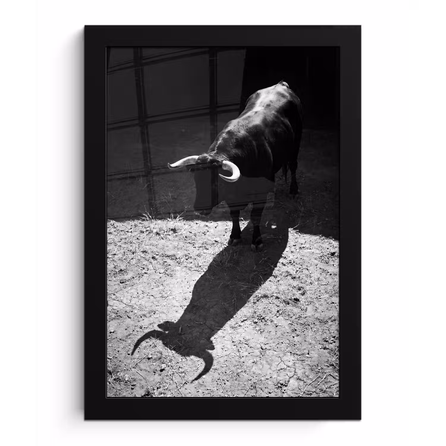 Stier - Schaduw - Dieren - Contrast - Zwart-wit fotolijst zwart zonder passe partout klein -3d