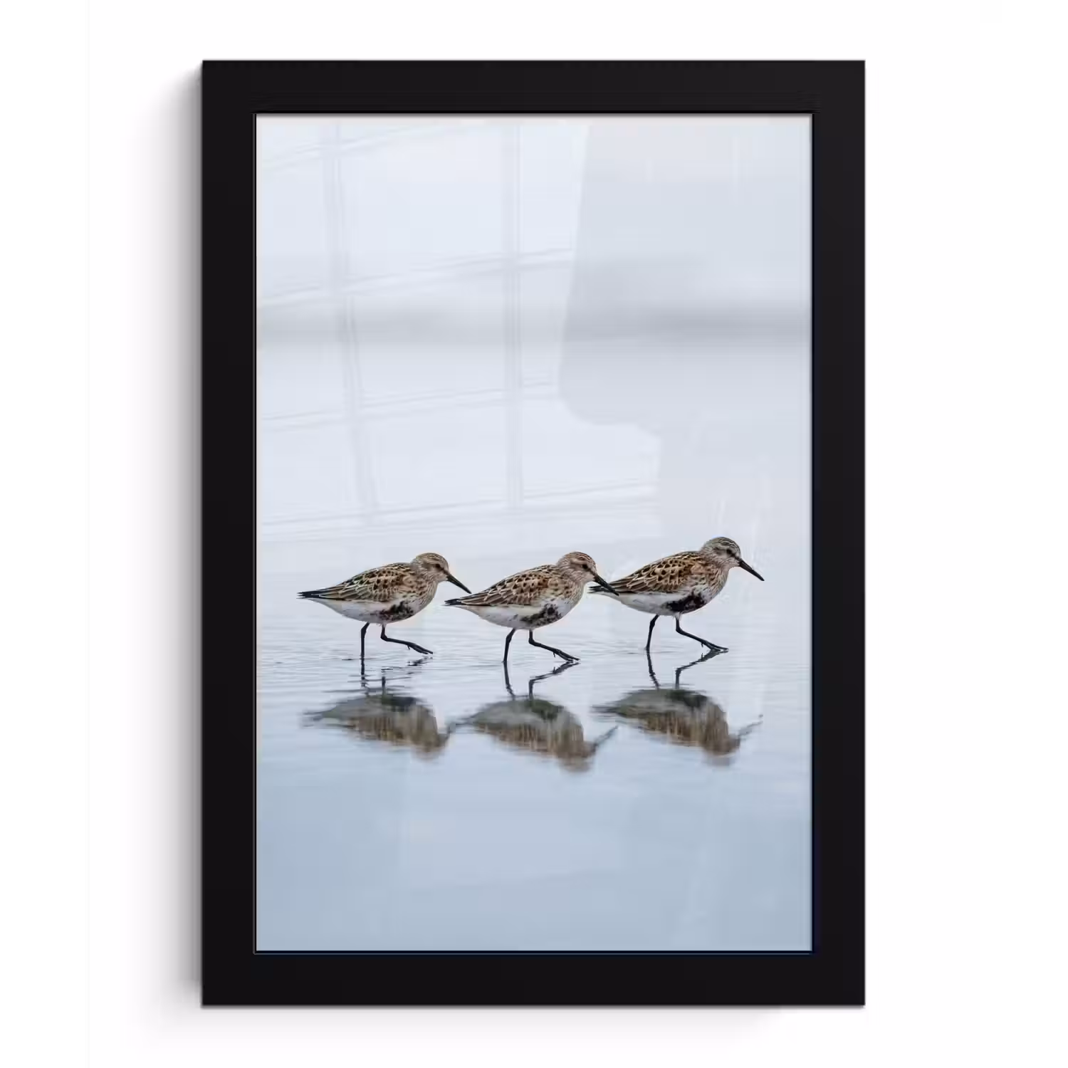 Vogels - Water - Grijs fotolijst zwart zonder passe partout klein -3d