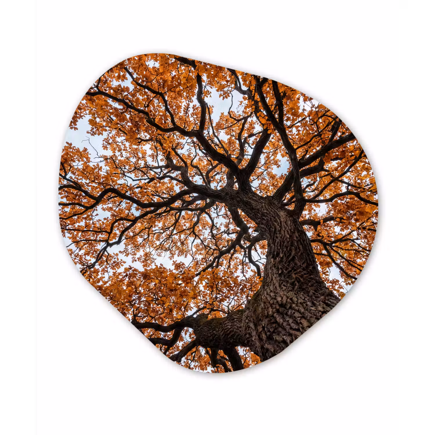 Boom - Bladerdak - Herfst - Oranje - Sfeervol Wandcirkel Organisch Forex 3mm klein -3d