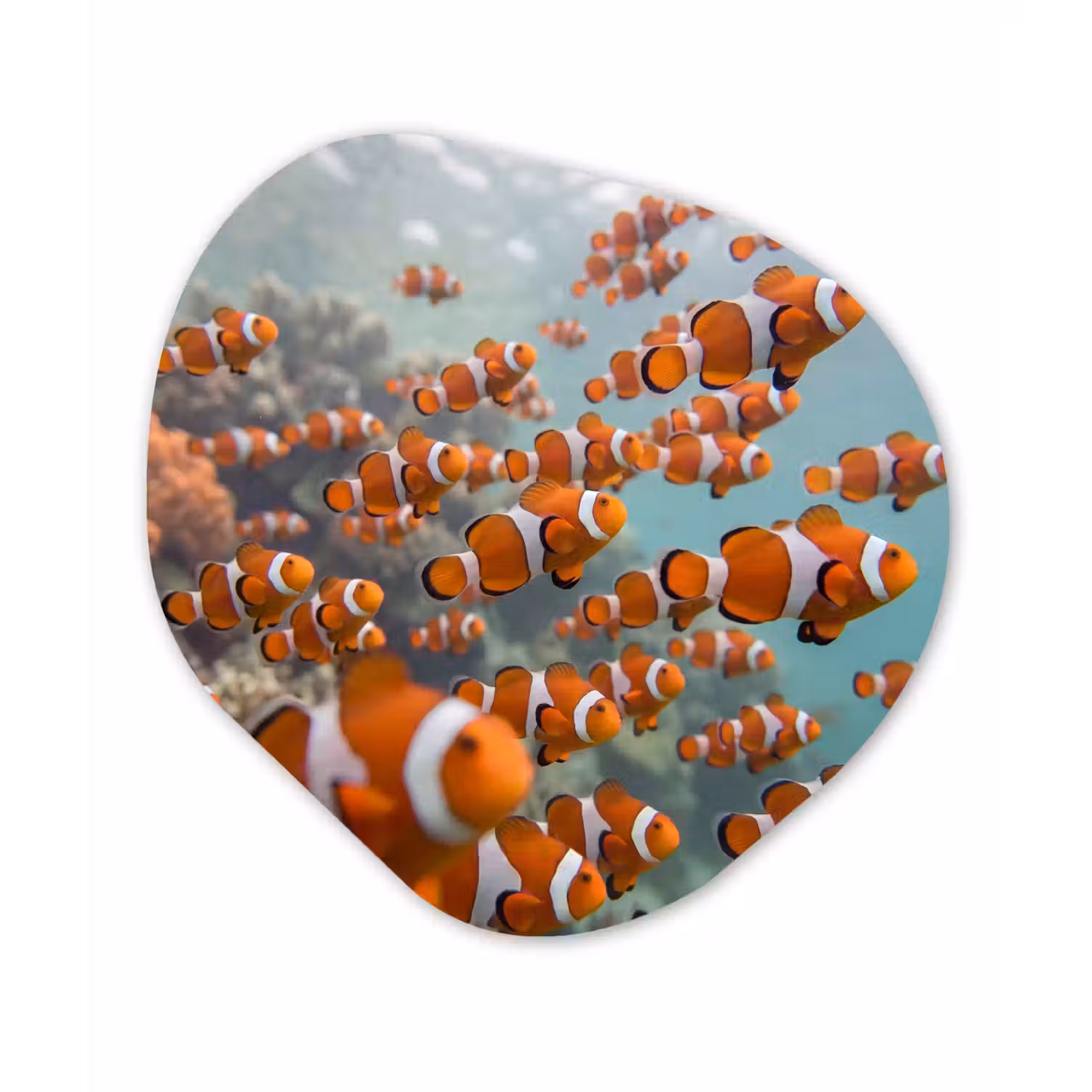 Vis - School - Onderwater - Dieren - Oranje Wandcirkel Organisch Forex 3mm klein -3d