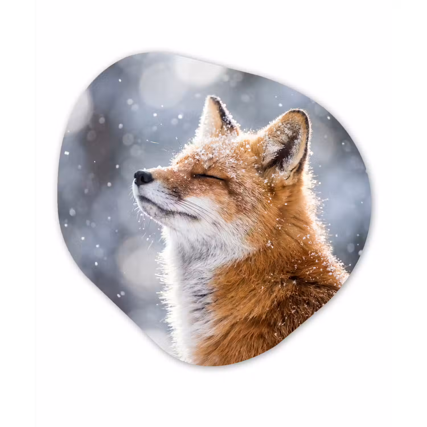 Vos - Sneeuwval - Portret - Winter - Sfeervol Wandcirkel Organisch Forex 3mm klein -3d