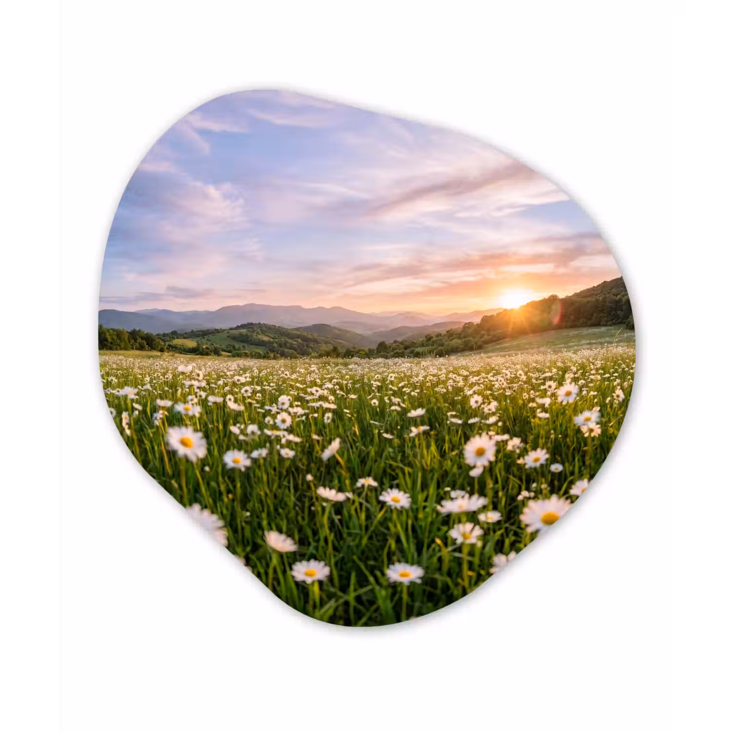 Madelief - Veld - Heuvels - Groen Wandcirkel Organisch Forex 3mm klein -3d