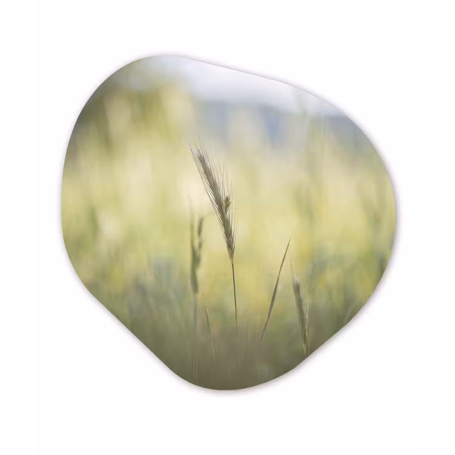 Graan - Aar - Natuur - Groen - Detail Wandcirkel Organisch Forex 3mm klein -3d