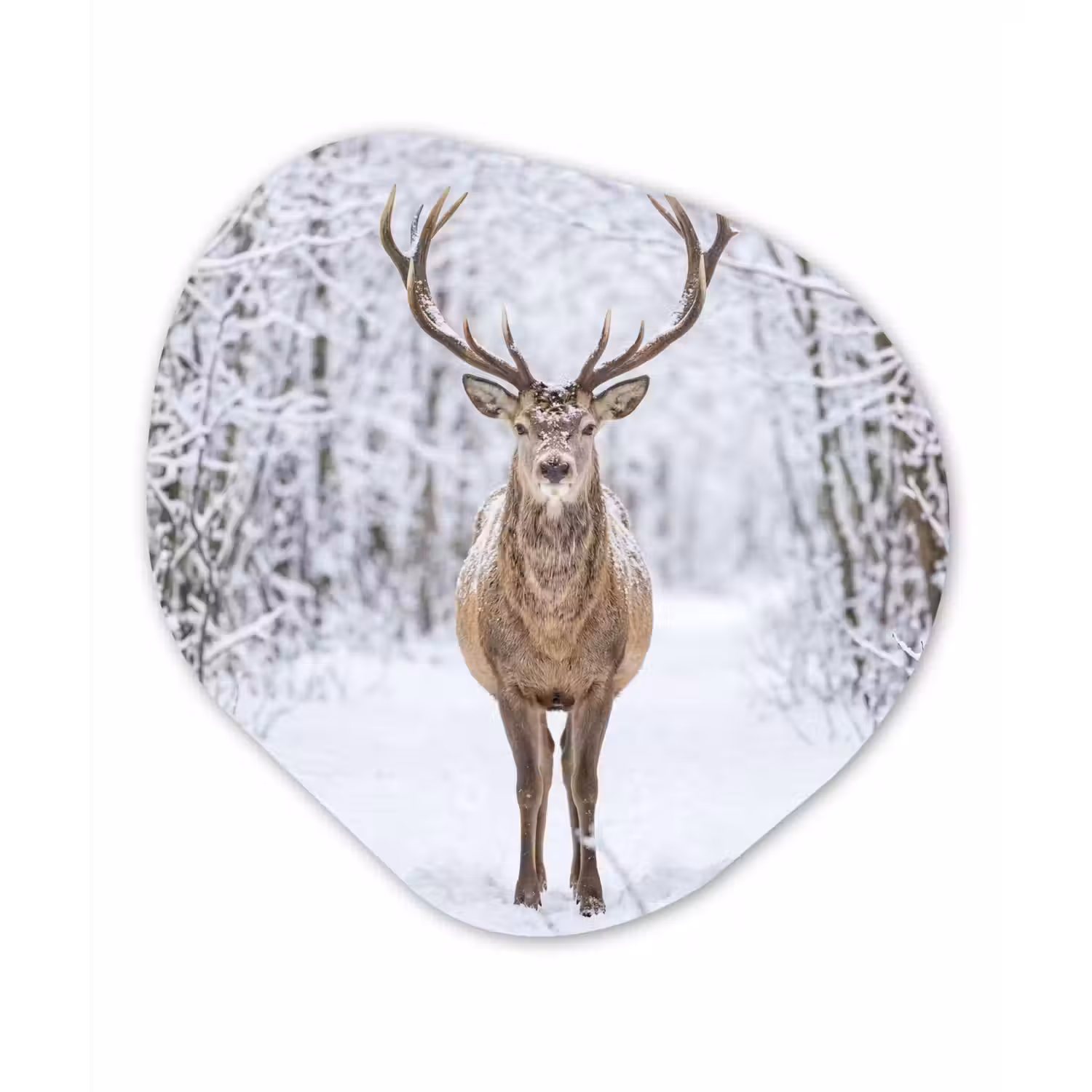 Hert - Winter - Bos - Natuur - Wit Wandcirkel Organisch Forex 3mm klein -3d