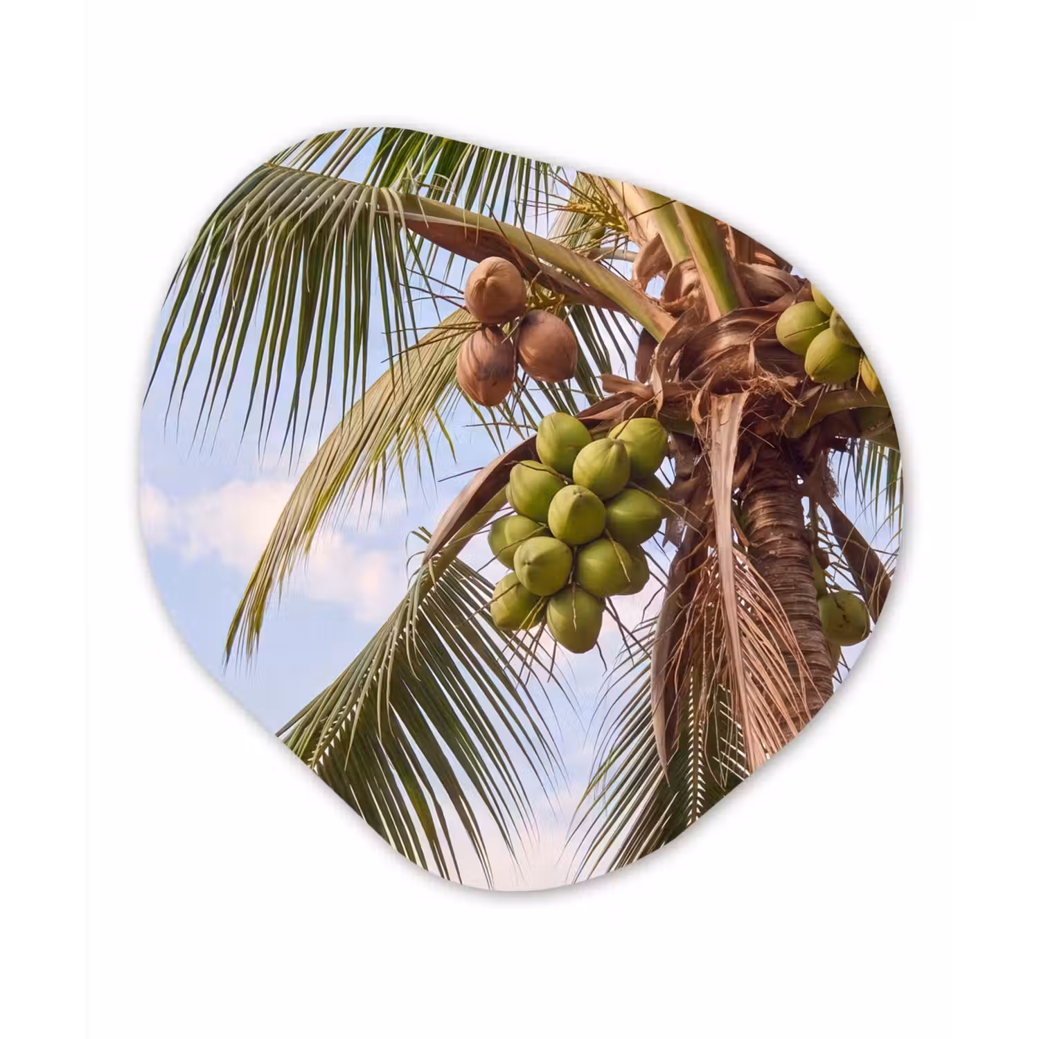 Kokosnoot - Boom - Tropisch - Natuur - Groen Wandcirkel Organisch Forex 3mm klein -3d
