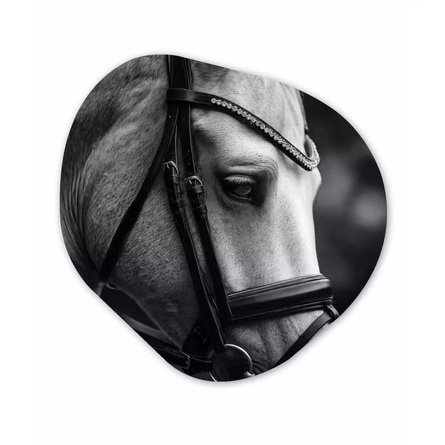 Paard - Schimmel - Portret Wandcirkel Organisch Forex 3mm klein -3d