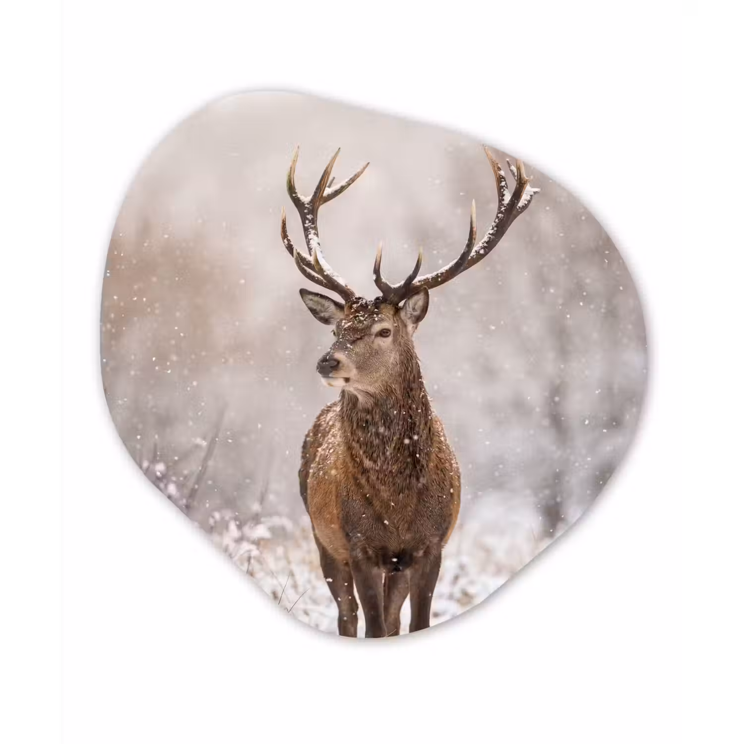 Edelhert - Bos - Sneeuw - Winter - Majestueus Wandcirkel Organisch Forex 3mm klein -3d