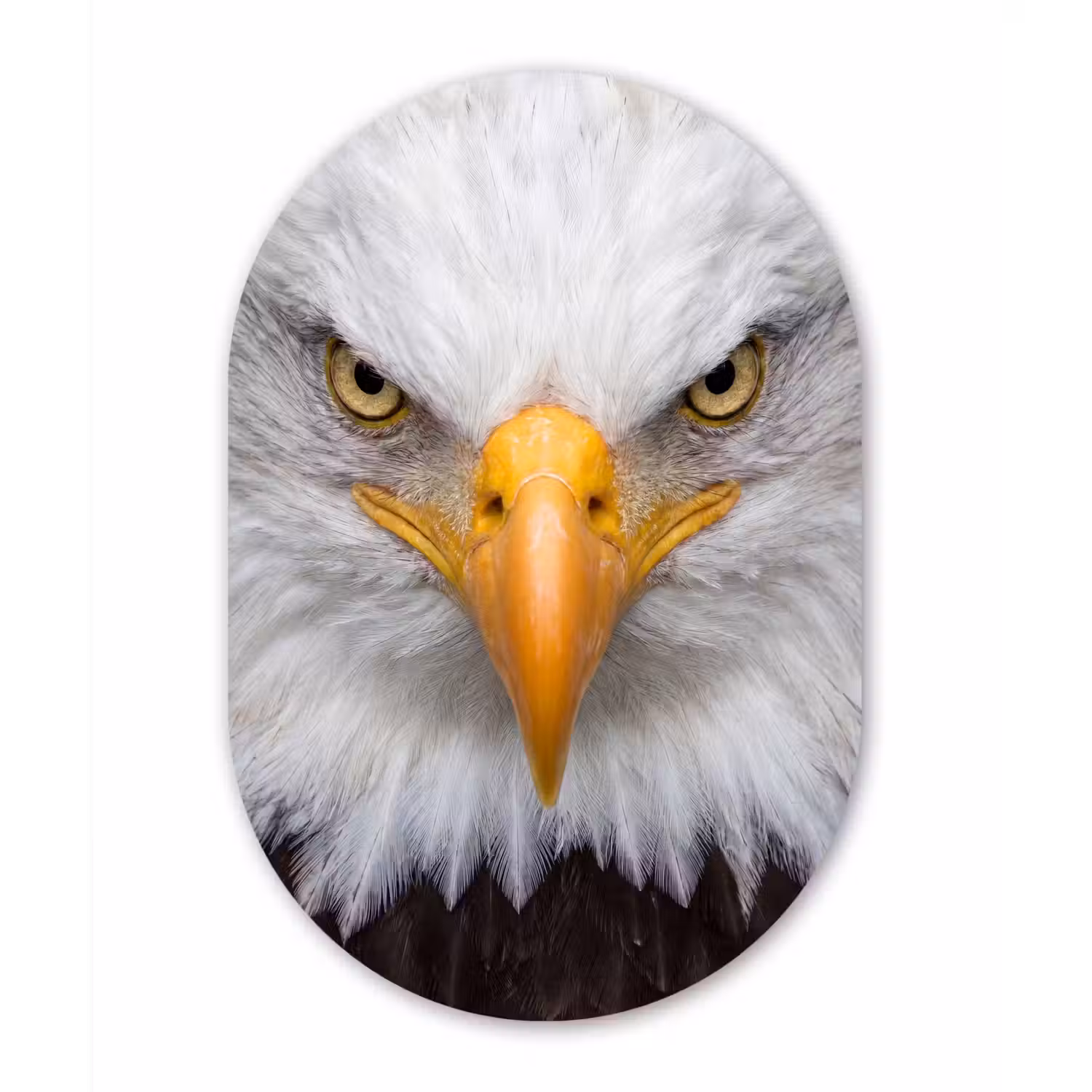 Amerikaans - Zeearend - Portret - Geel Wandcirkel Ovaal Forex klein -3d