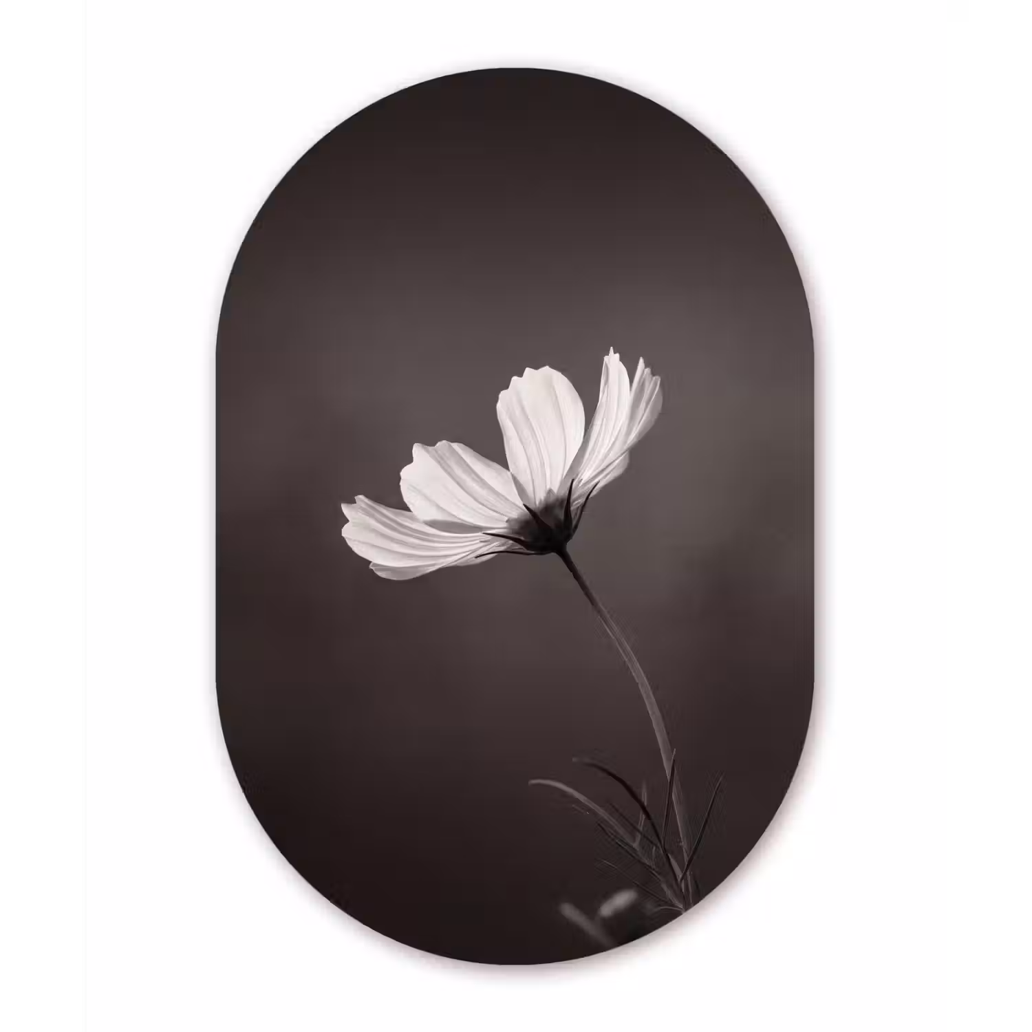 Bloem - Minimalistisch - Zwart - Wit Wandcirkel Ovaal Forex klein -3d