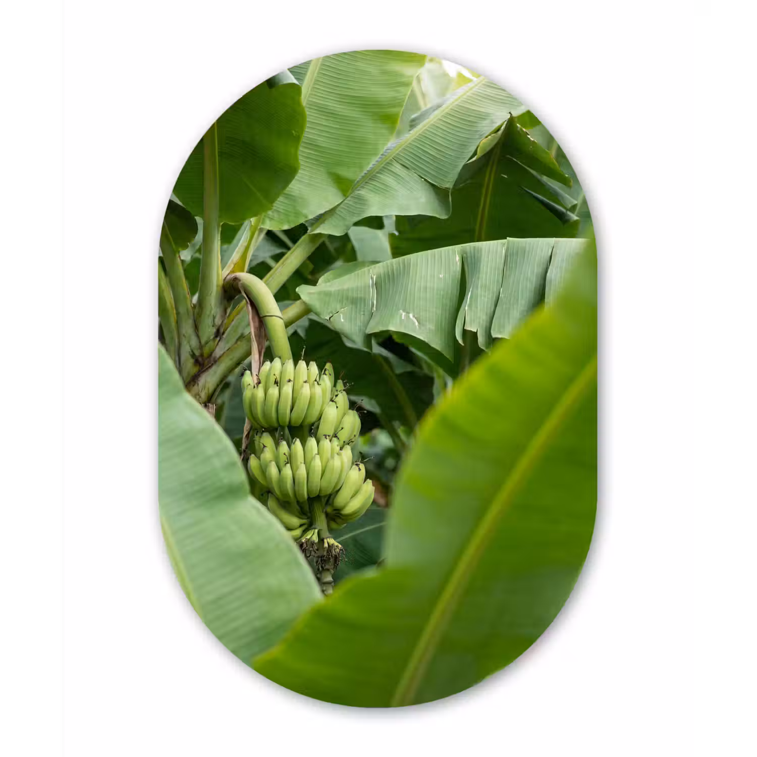 Eten - Bananen - Plantage - Groen Wandcirkel Ovaal Forex klein -3d