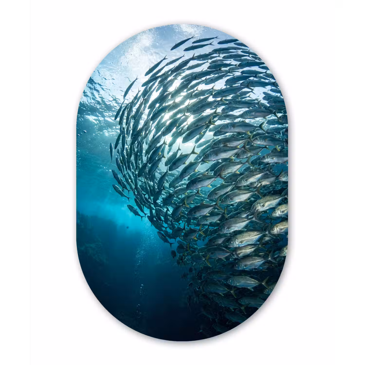 Vis - School - Oceaan - Natuur - Blauw Wandcirkel Ovaal Forex klein -3d