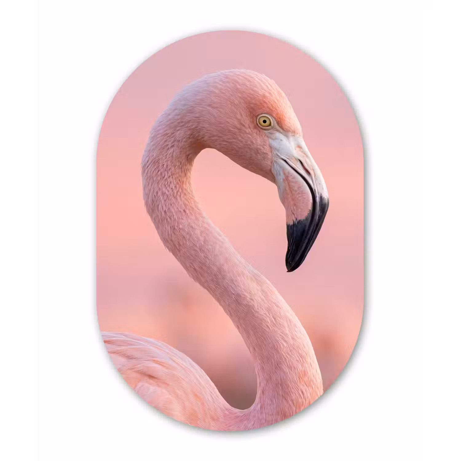 Flamingo - Portret - Roze Wandcirkel Ovaal Forex klein -3d