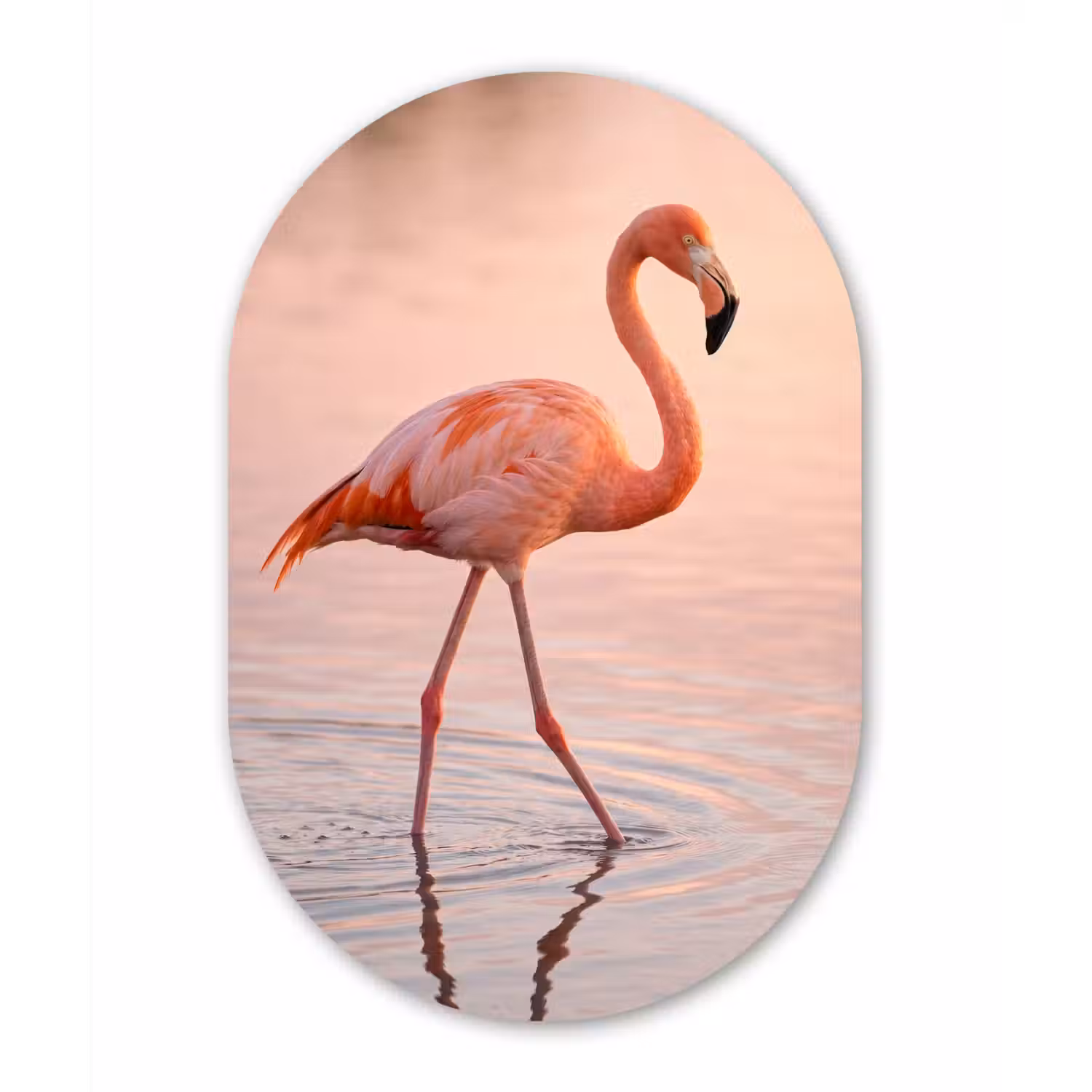 Flamingo - Water - Roze Wandcirkel Ovaal Forex klein -3d