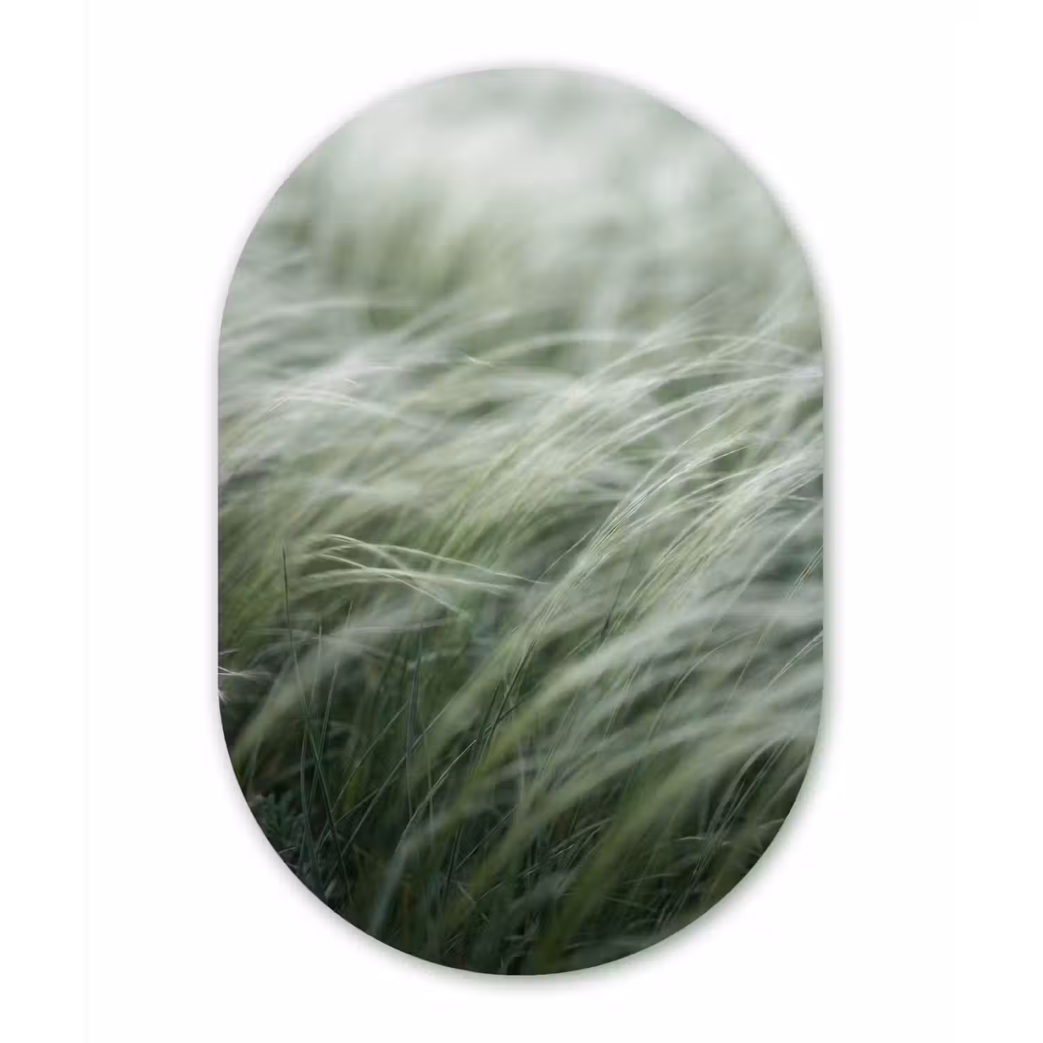 Gras - Wazig - Natuur - Groen - Zacht Wandcirkel Ovaal Forex klein -3d