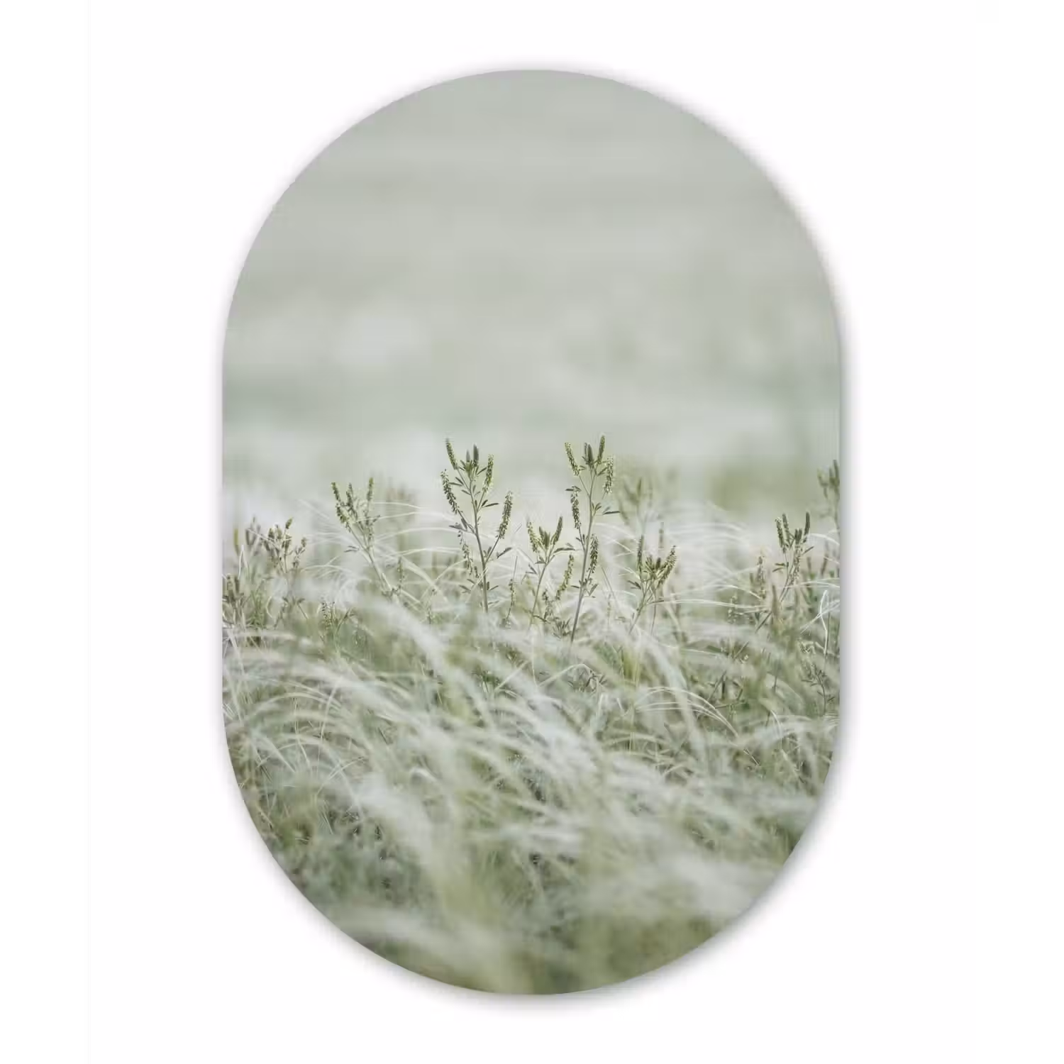 Grassen - Minimalistisch - Groen Wandcirkel Ovaal Forex klein -3d