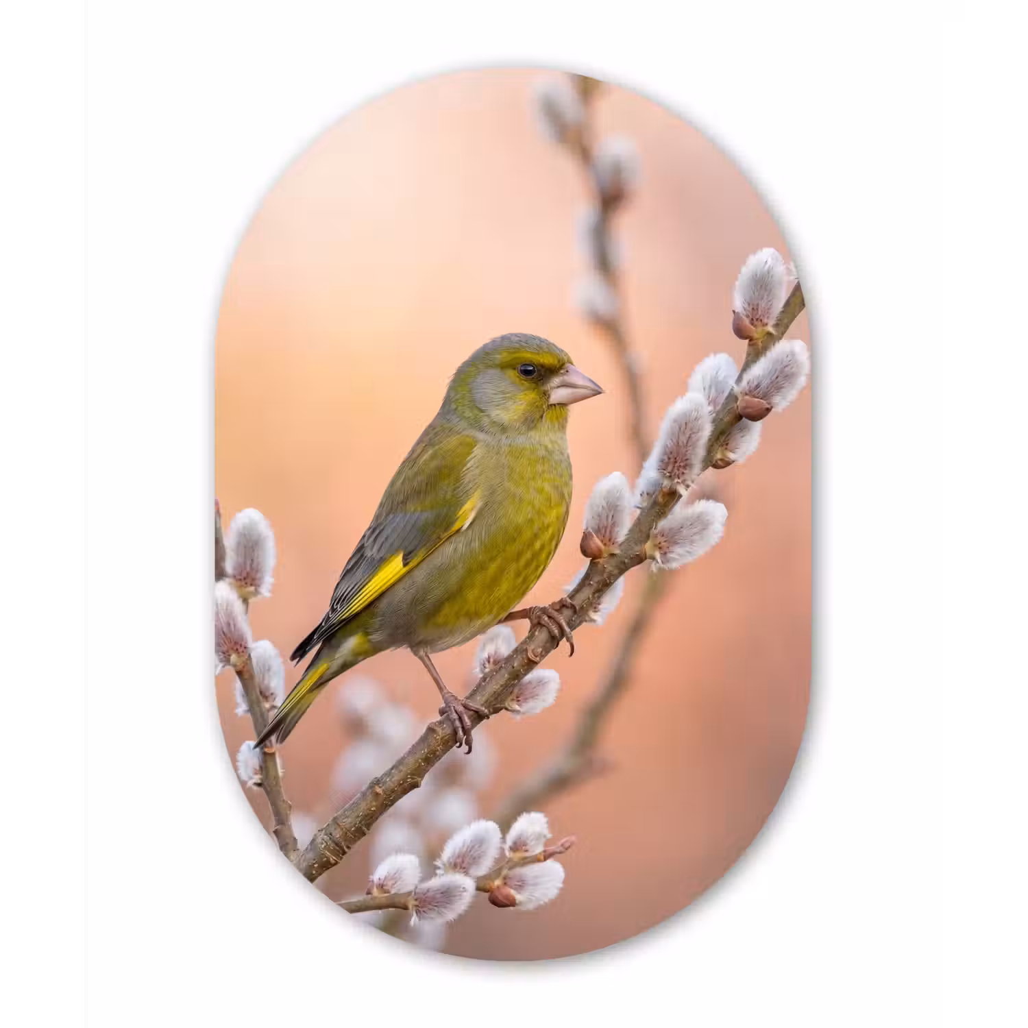 Groenling - Katjes - Lente - Natuur - Zacht Wandcirkel Ovaal Forex klein -3d