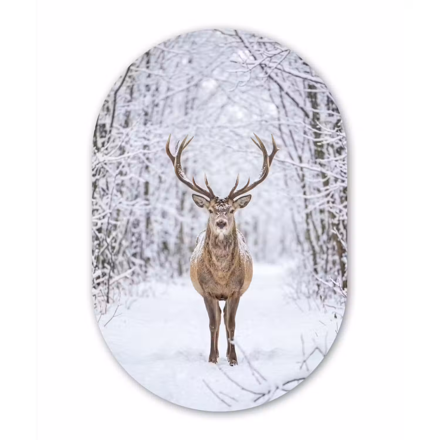 Hert - Winter - Bos - Natuur - Wit Wandcirkel Ovaal Forex klein -3d