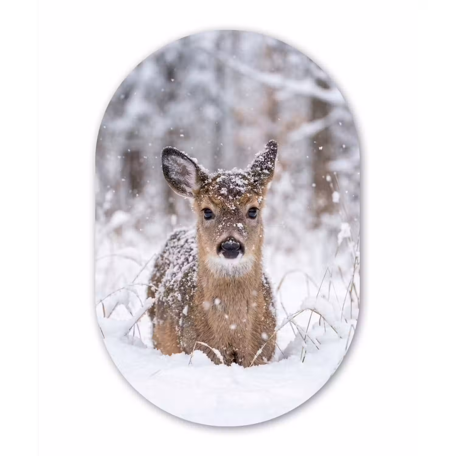 Hert - Sneeuw - Bos - Dieren - Vertederend Wandcirkel Ovaal Forex klein -3d