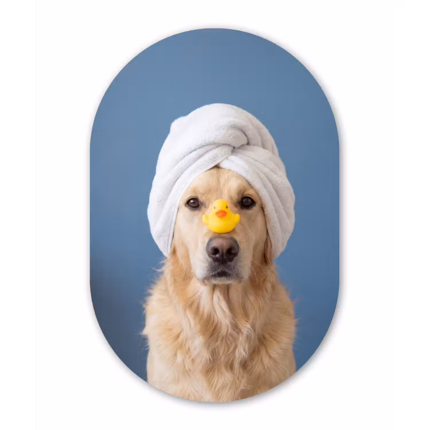 Hond - Badeend - Geel Wandcirkel Ovaal Forex klein -3d