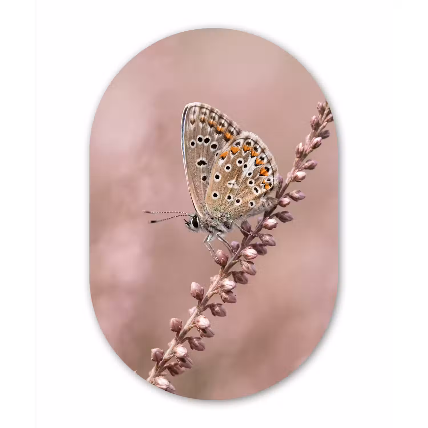 Lavendel - Vlinder - Paars Wandcirkel Ovaal Forex klein -3d