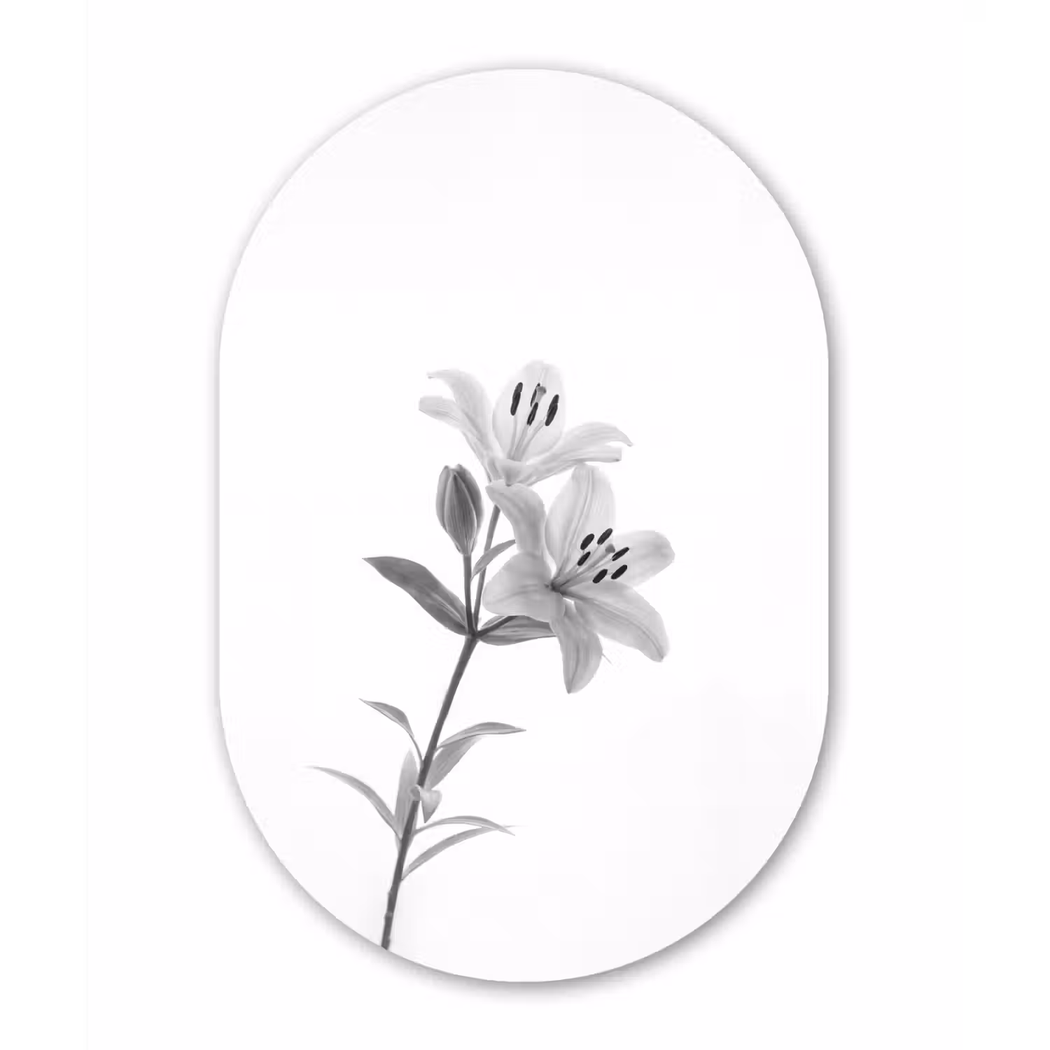 Lelies - Elegant - Zwart - Wit Wandcirkel Ovaal Forex klein -3d