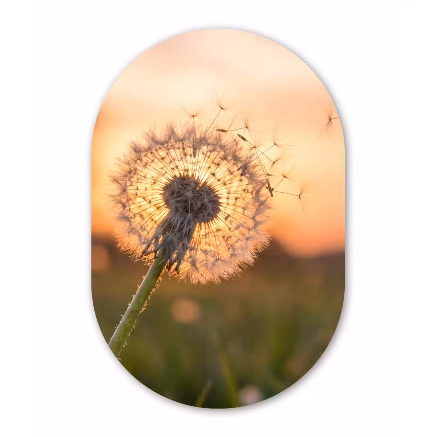 Paardenbloem - Zonsondergang - Veld Wandcirkel Ovaal Forex klein -3d