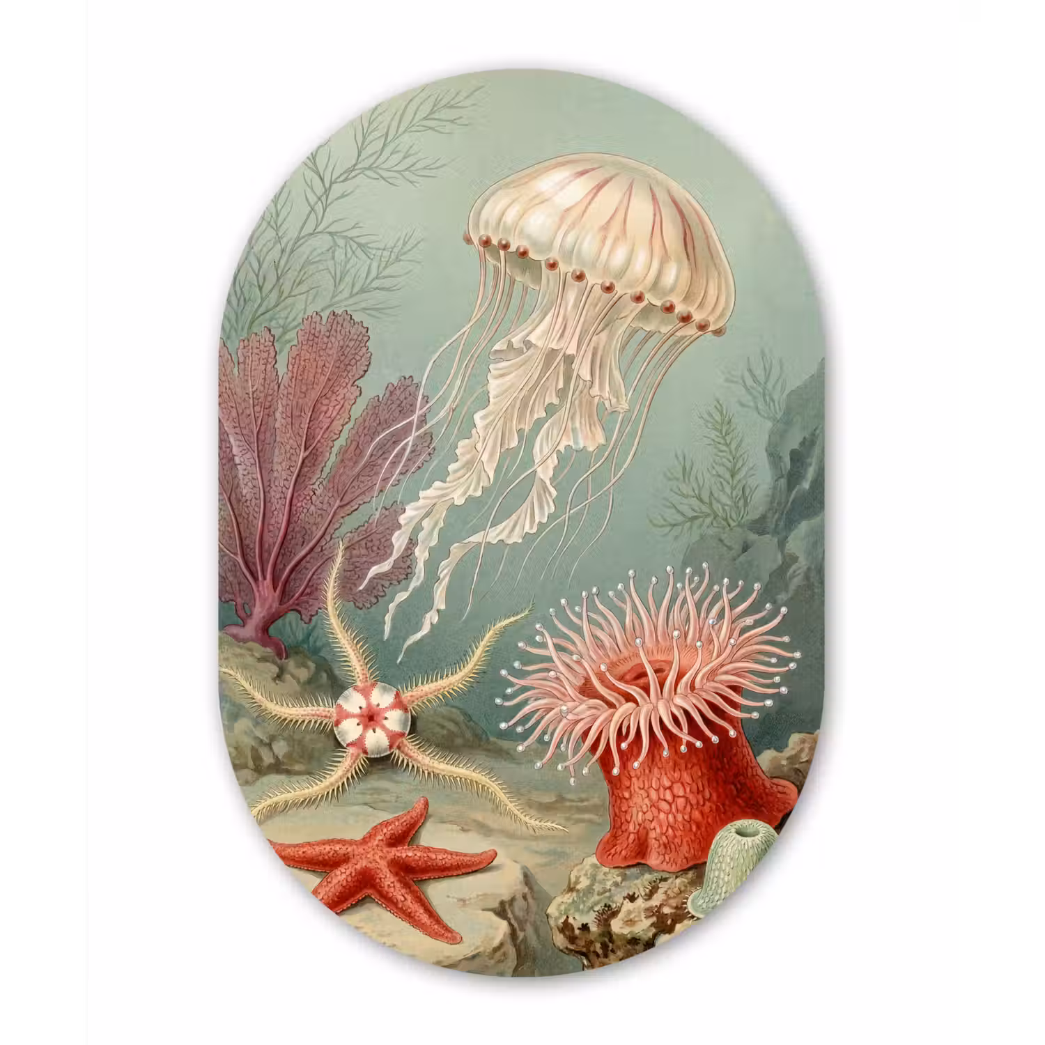 Zeeleven - Kwal - Onderwater - Illustratie - Beige Wandcirkel Ovaal Forex klein -3d