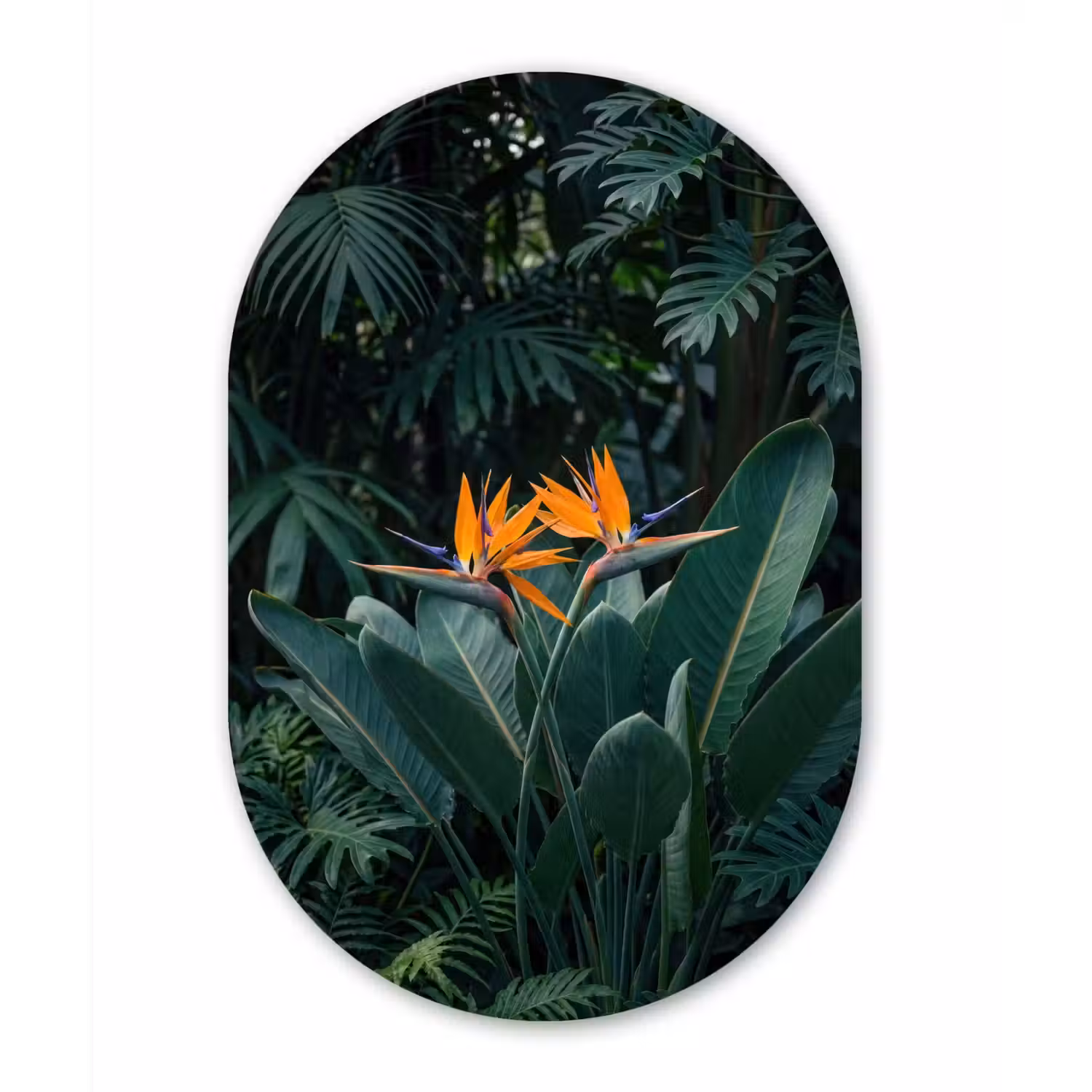 Paradijsvogel - Bloem - Exotisch Wandcirkel Ovaal Forex klein -3d