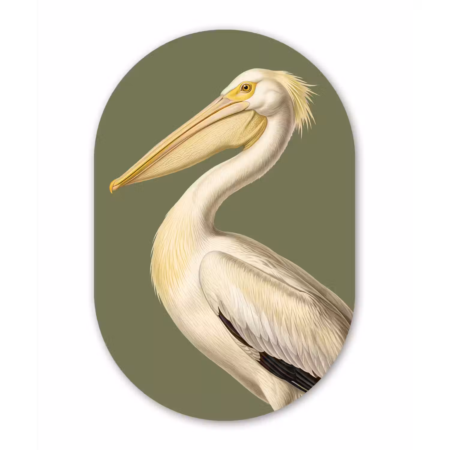 Pelikaan - Wit - Vogel - Klassiek - Natuur Wandcirkel Ovaal Forex klein -3d