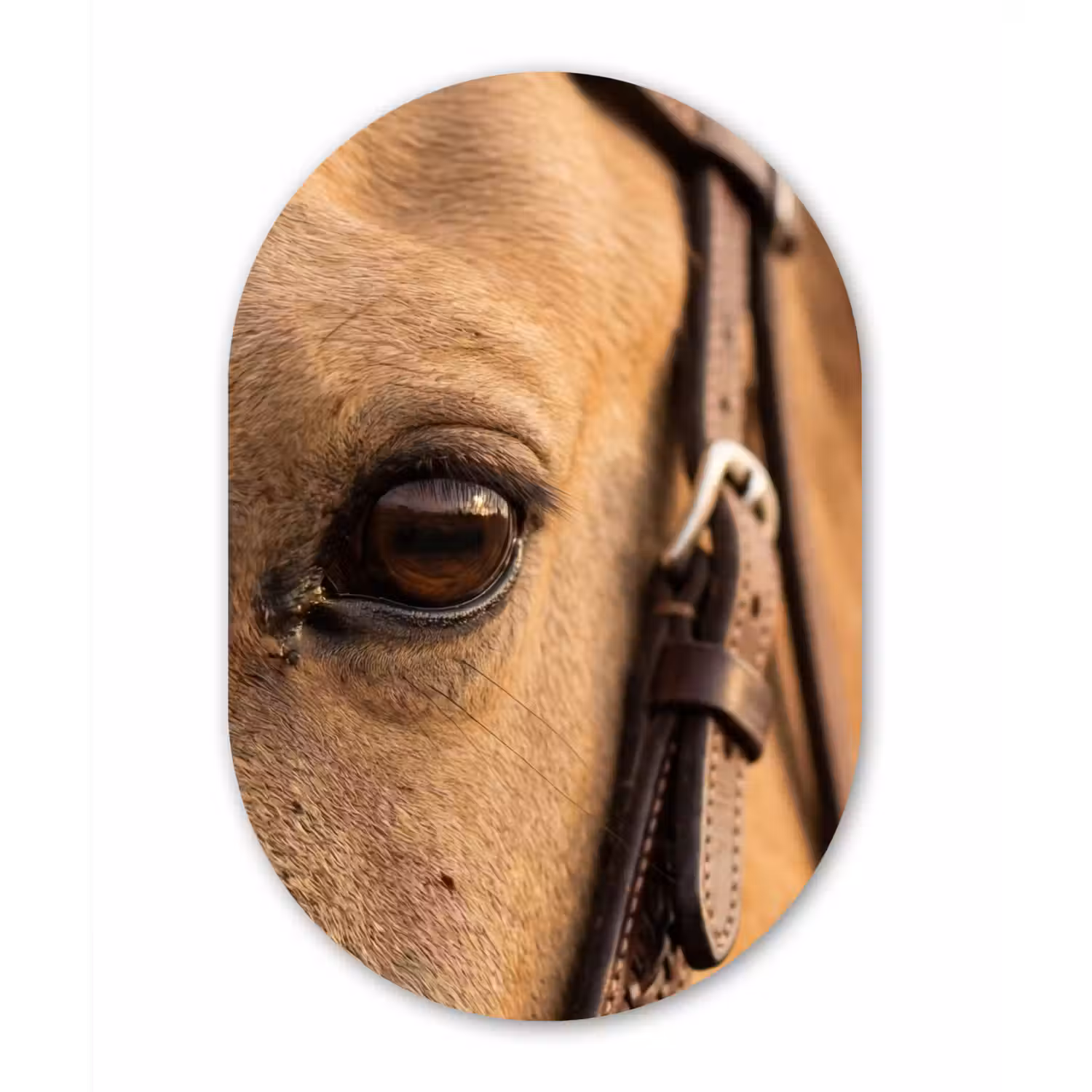Paard - Oog - Bruin Wandcirkel Ovaal Forex klein -3d