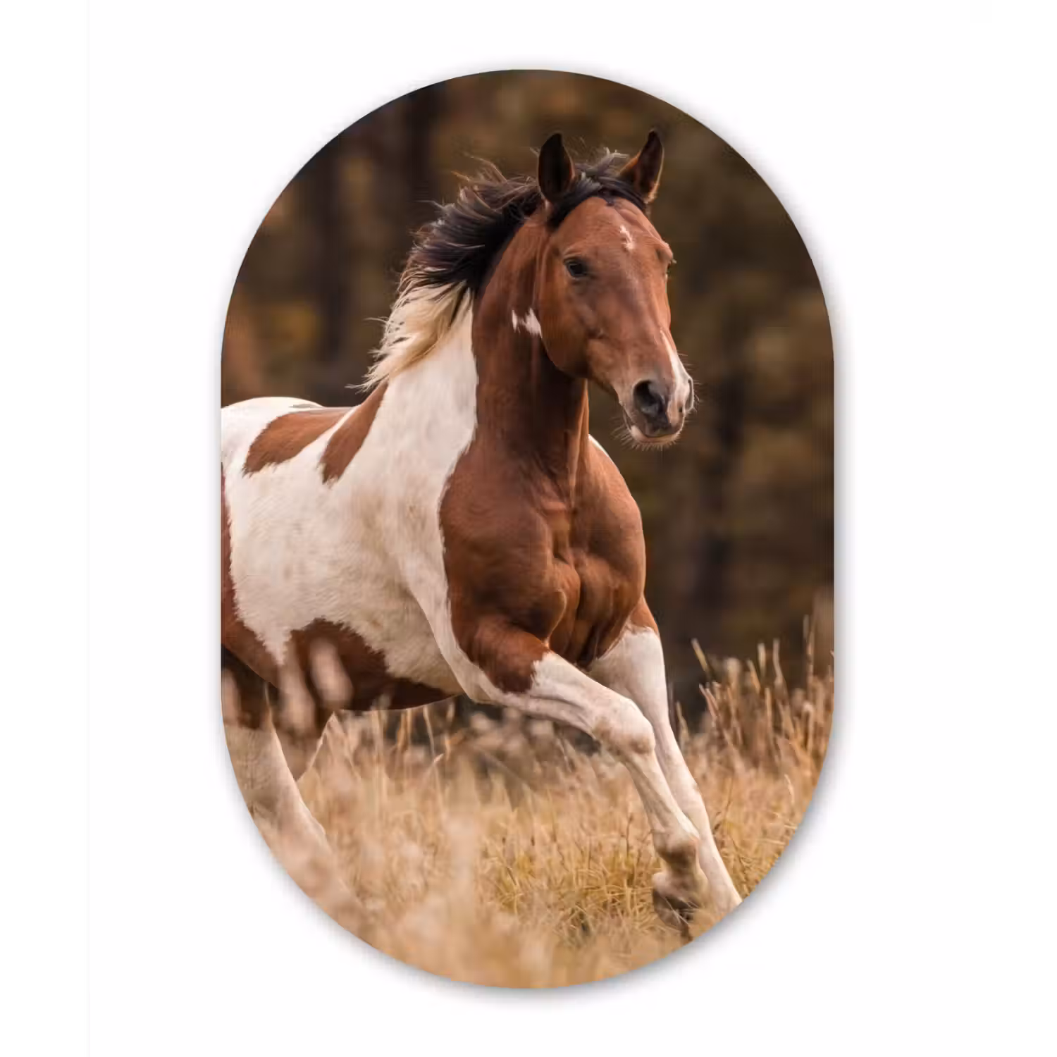 Paard - Bruin - Gras Wandcirkel Ovaal Forex klein -3d