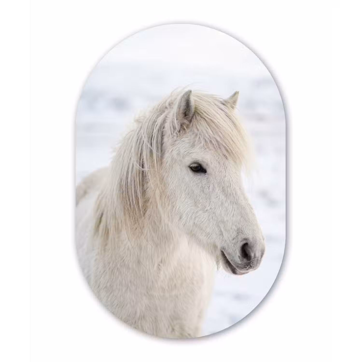 Paard - Kop - Winter - Dieren - Wit Wandcirkel Ovaal Forex klein -3d