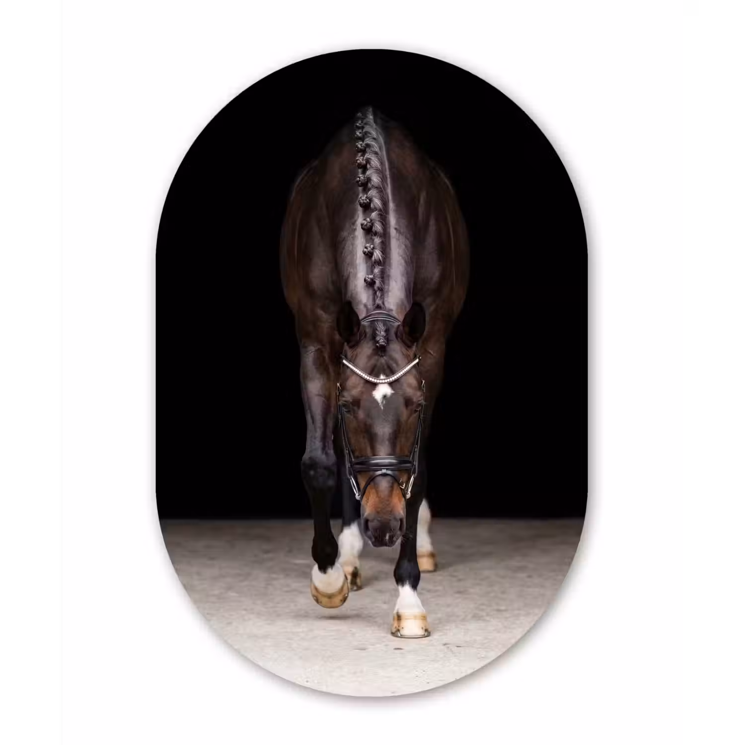 Paard - Modern - Portret Wandcirkel Ovaal Forex klein -3d