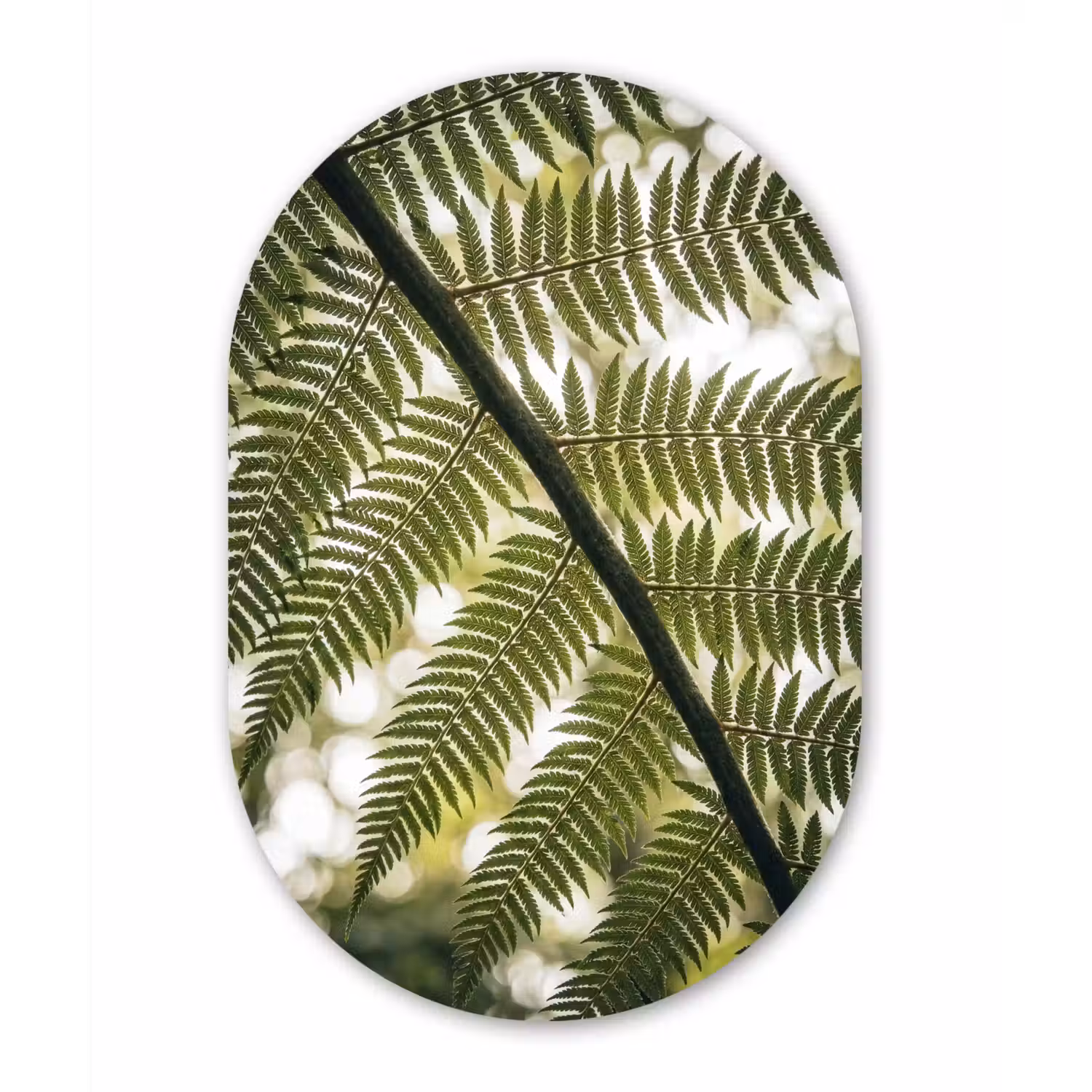 Plant - Blad - Natuur - Groen - Detail Wandcirkel Ovaal Forex klein -3d