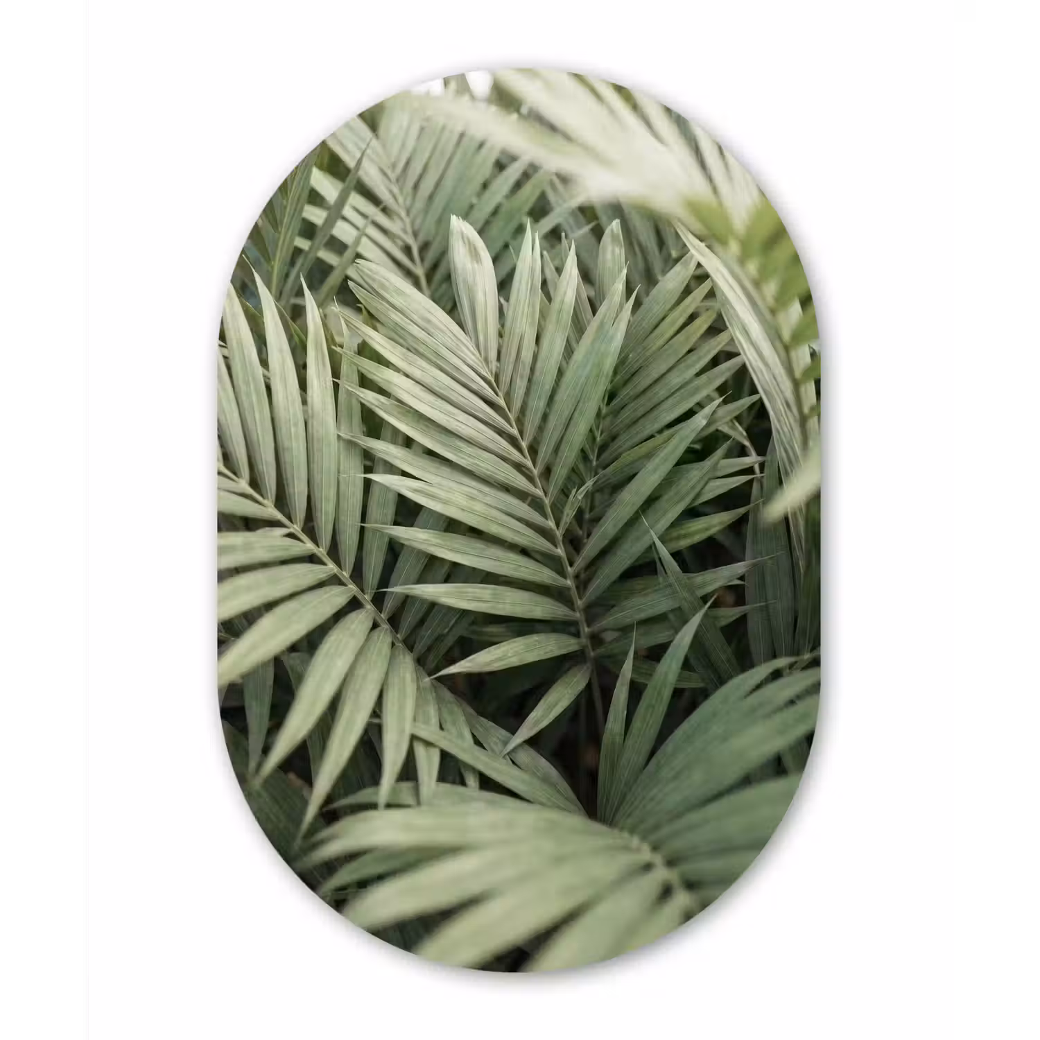Plant - Palmbladeren - Natuur - Groen Wandcirkel Ovaal Forex klein -3d