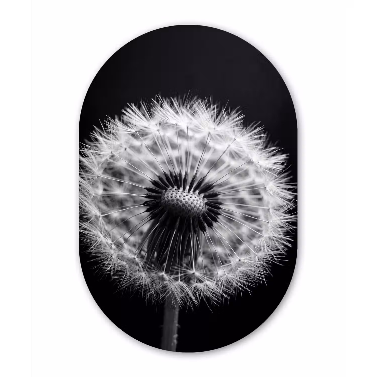 Paardenbloem - Zwart - Wit Wandcirkel Ovaal Forex klein -3d